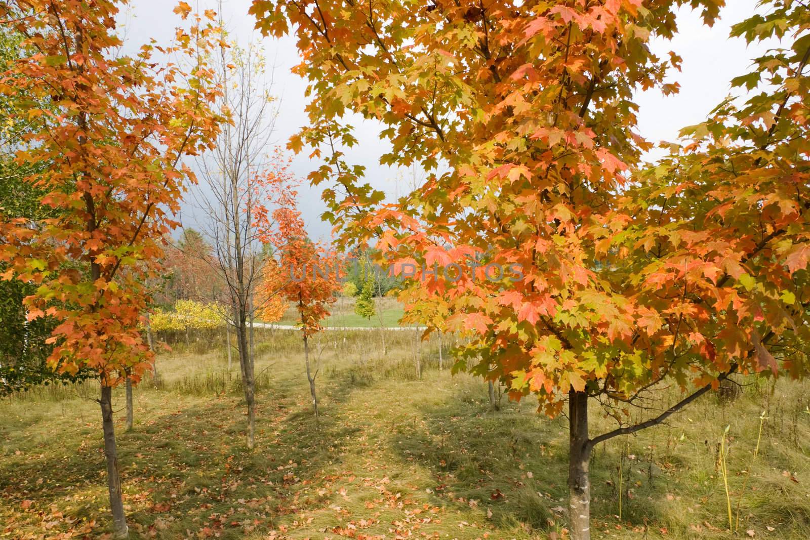 Fall colors in a park with trees at various distances.