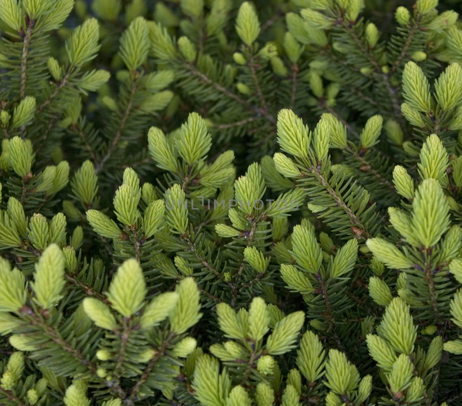 Fresh young shoots on pine branches. Used in herbal medicine as a source of vitamin C, and a cold remedie. 