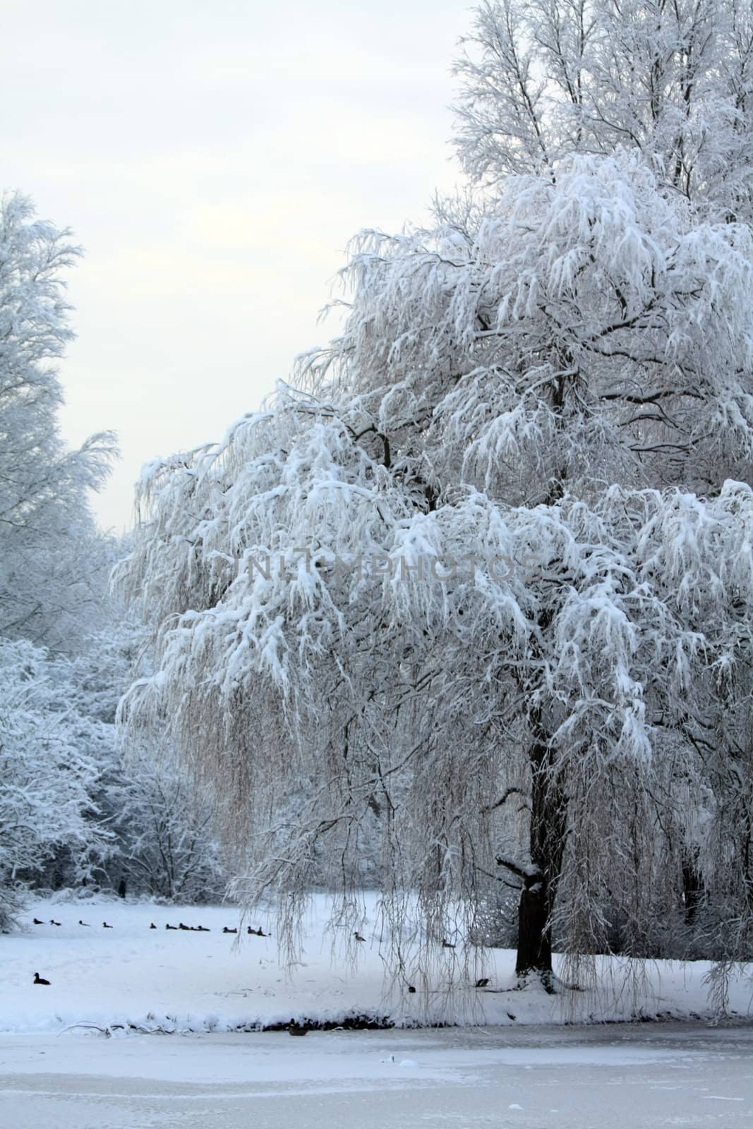 Frozen trees and ducks in a pond in a winter wonderland