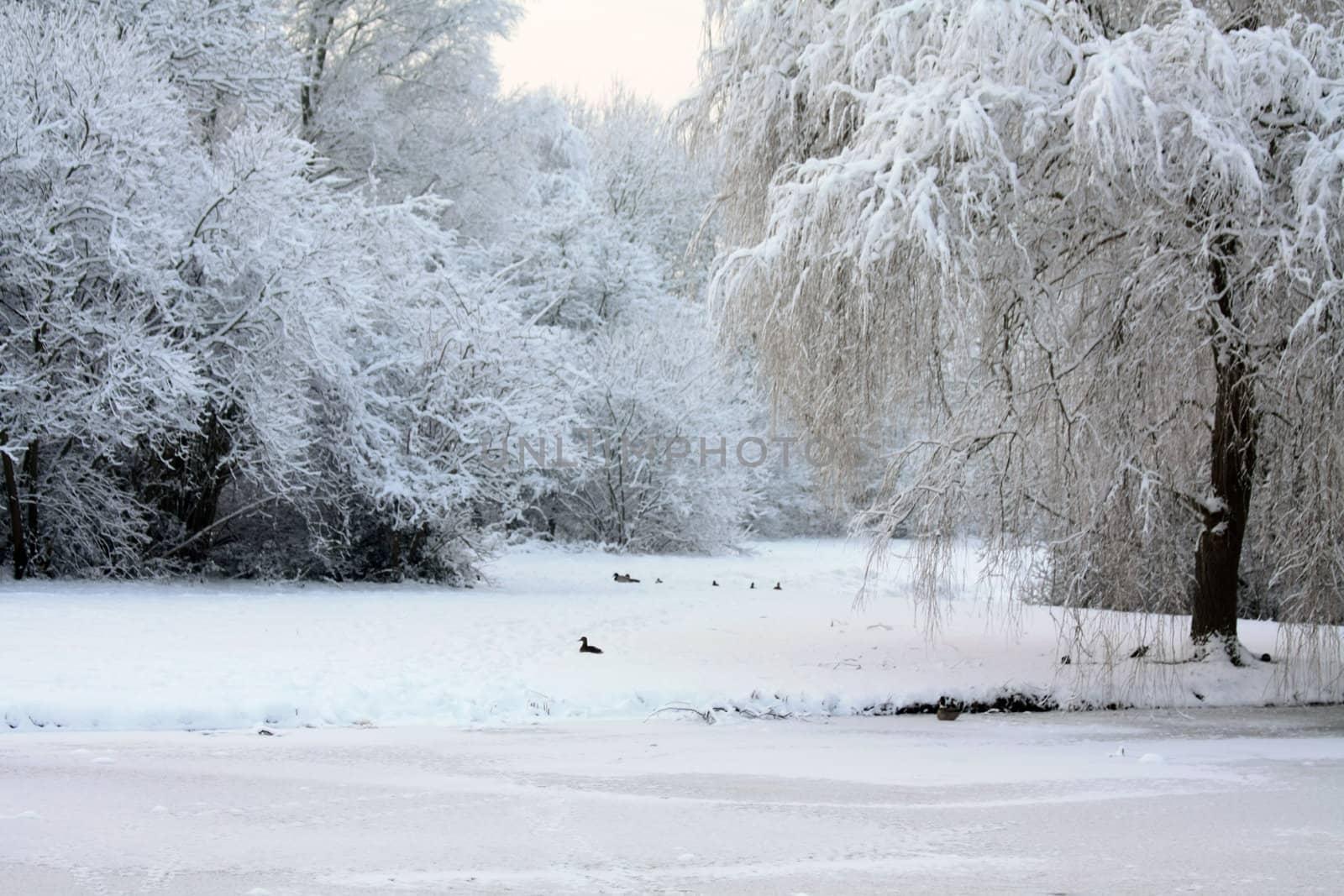 Frozen trees near a pond in a park