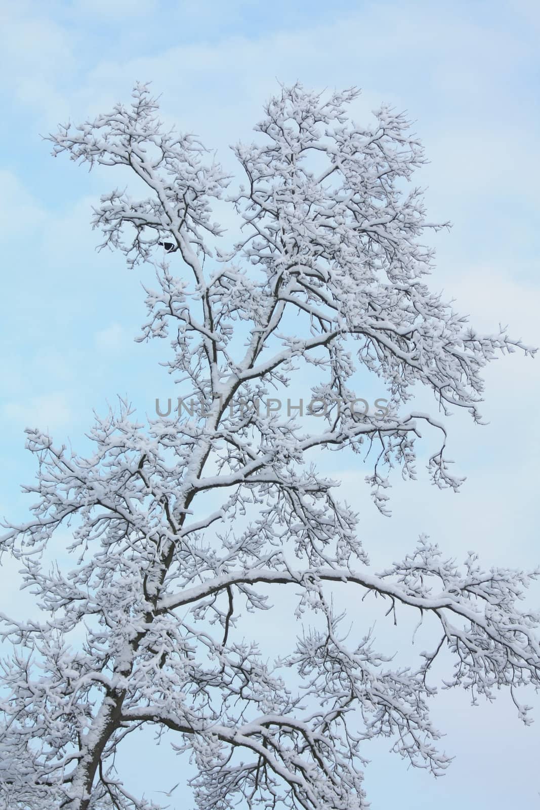 A tree covered with frosted snow agains a soft blue sky