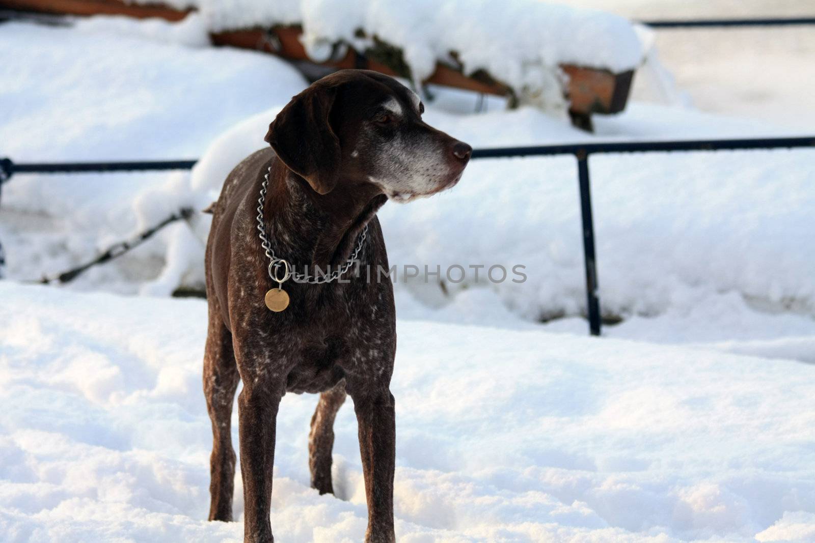 A senior female german shorthaired pointer in the snow