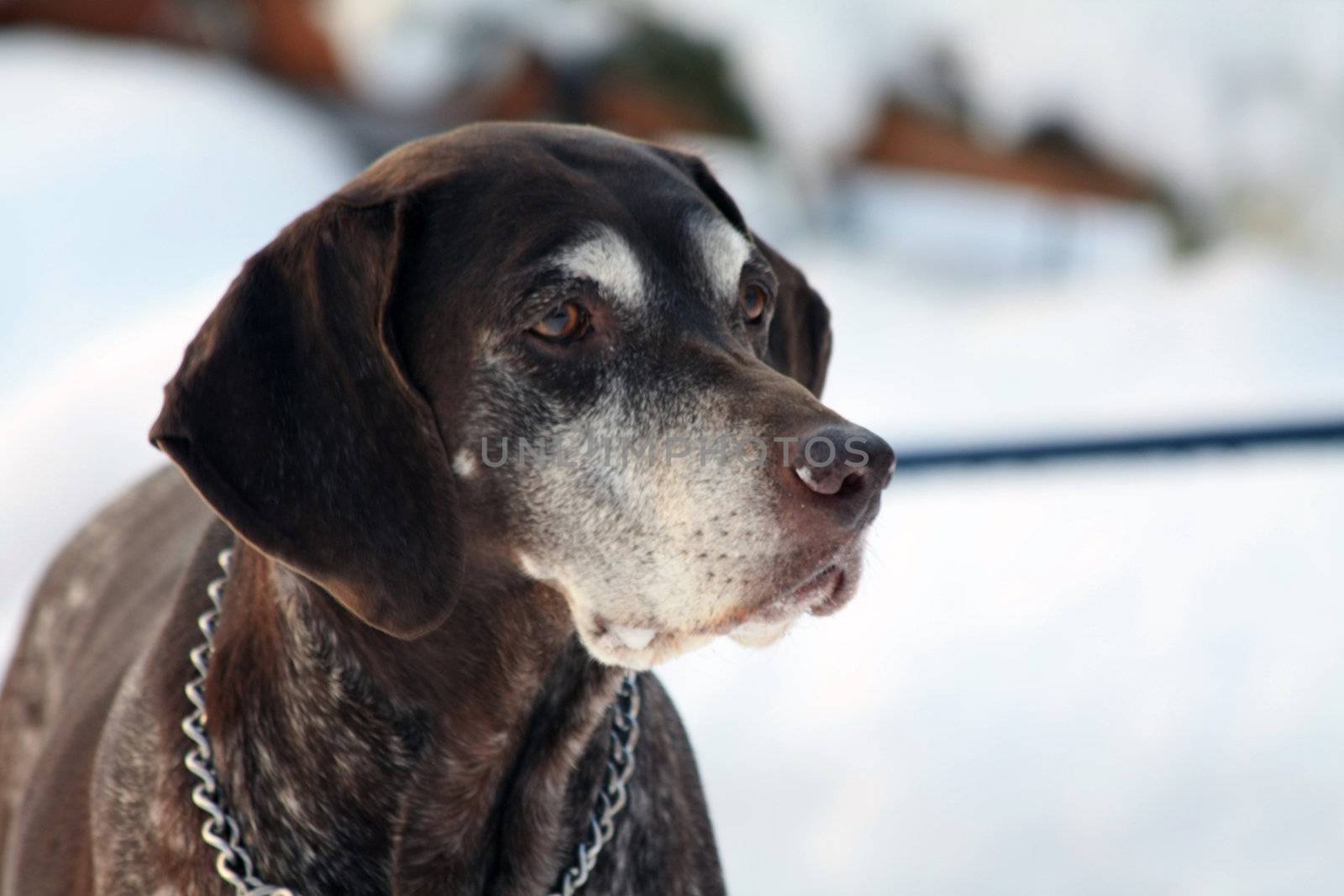 A senior female german shorthaired pointer in the snow