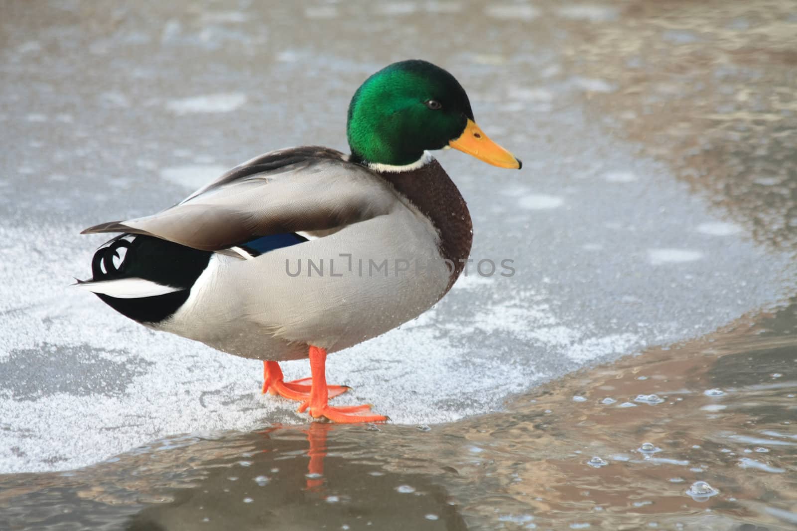 A male duck, mallard, walking on ice