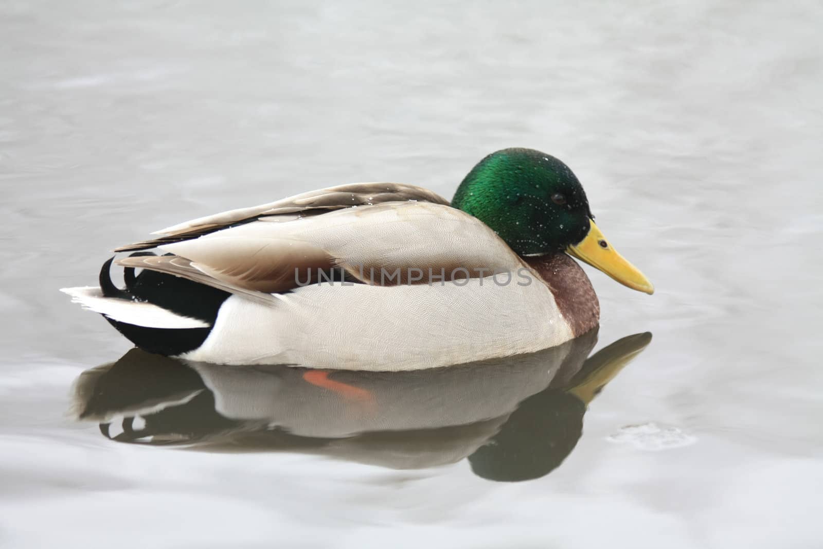 male mallard duck by studioportosabbia