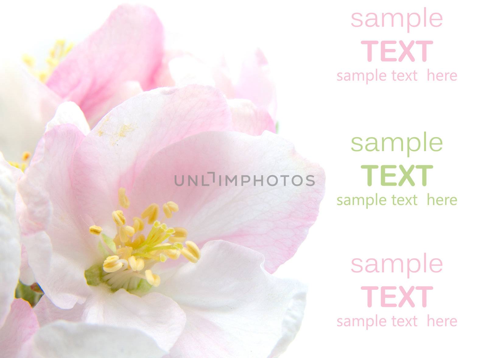 Apple Blossom closeup.Studio isolated with with room for text 