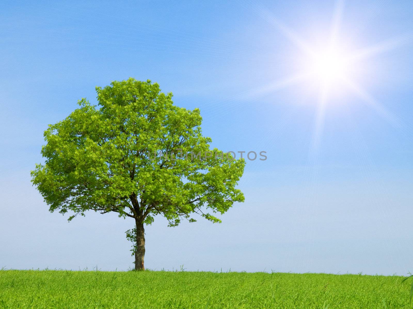 Spring landscape - green tree on the blue sky 