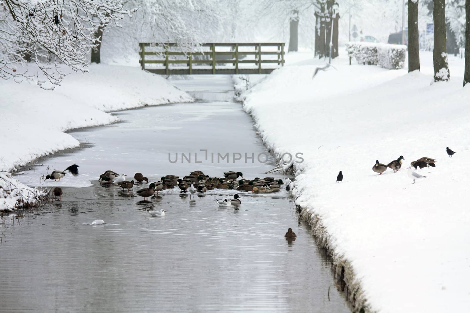 Ducks in a half frozen ditch by studioportosabbia