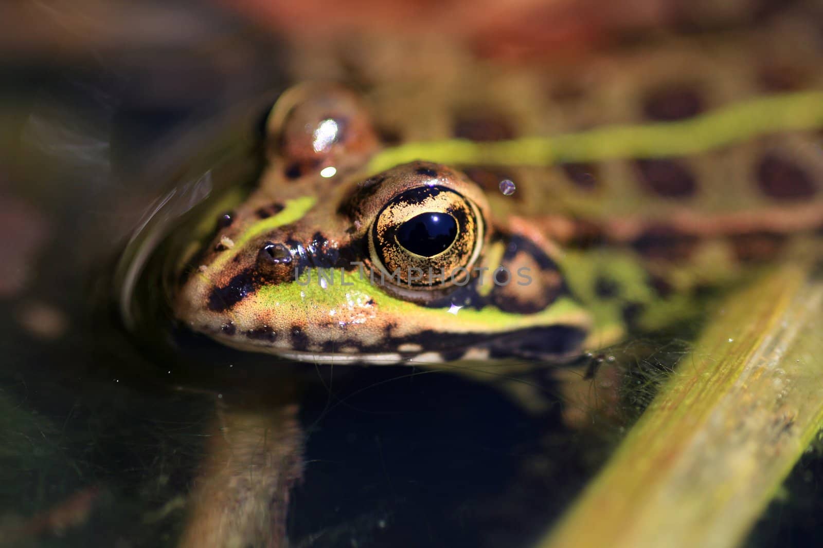 Green frog in the nature