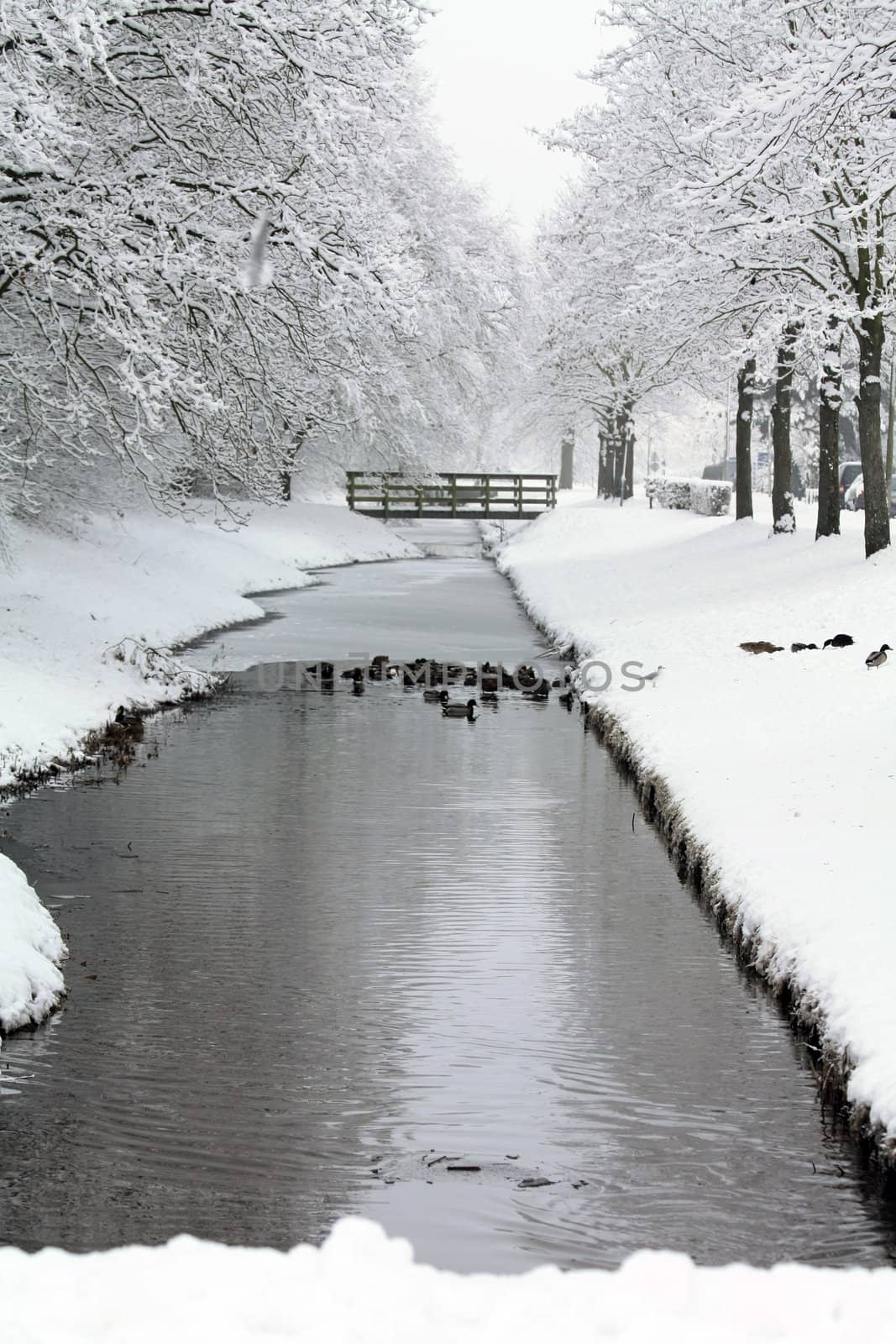 A group of ducks in a half frozen ditch