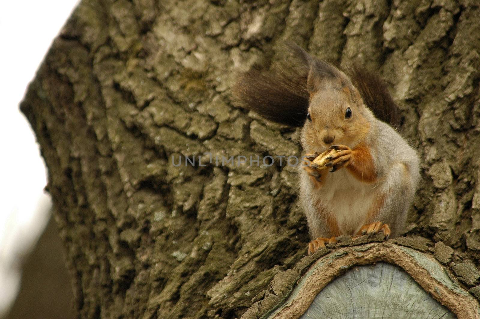 A squirrel sits on a tree