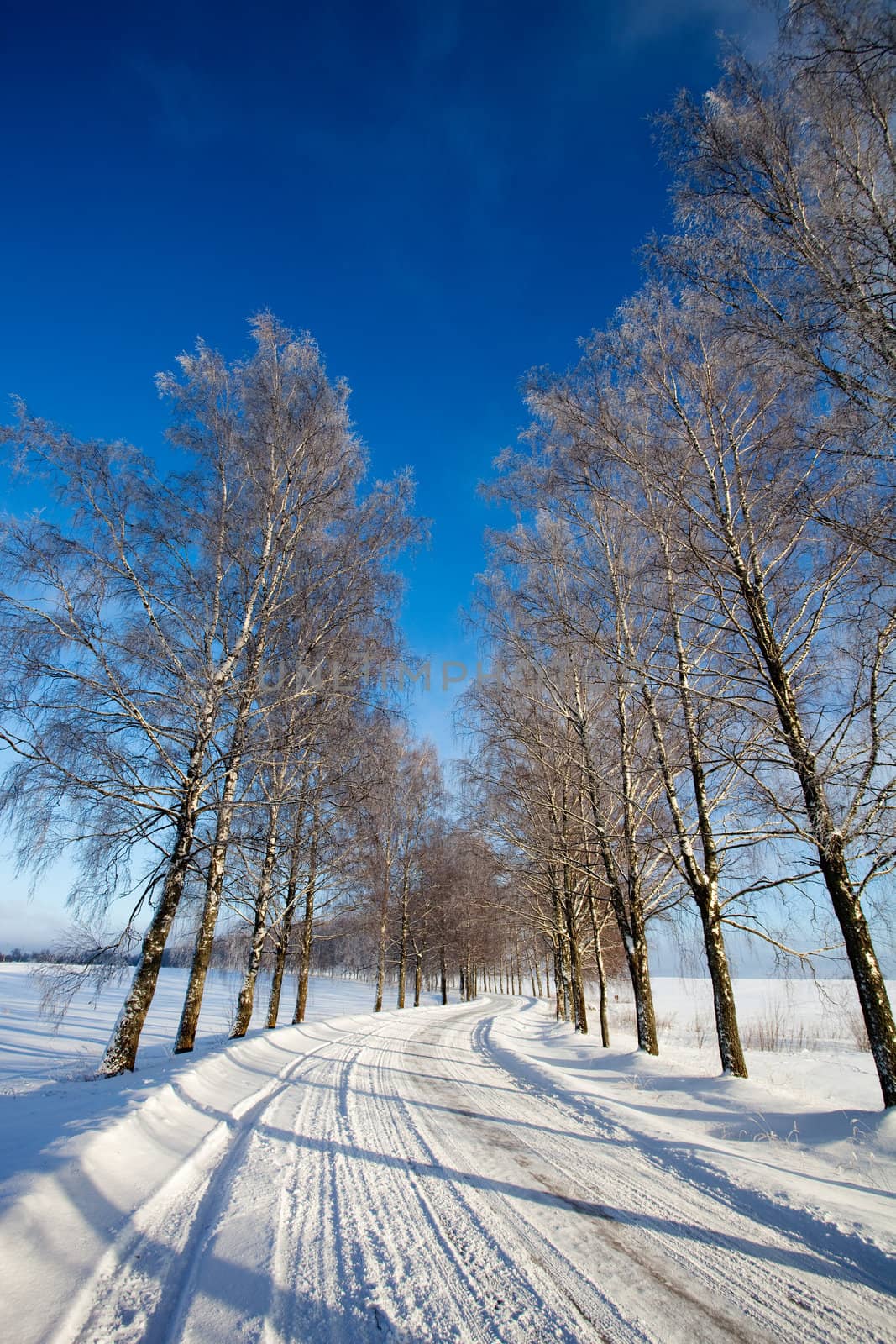 Country road with frost covered birch tree allay in winter