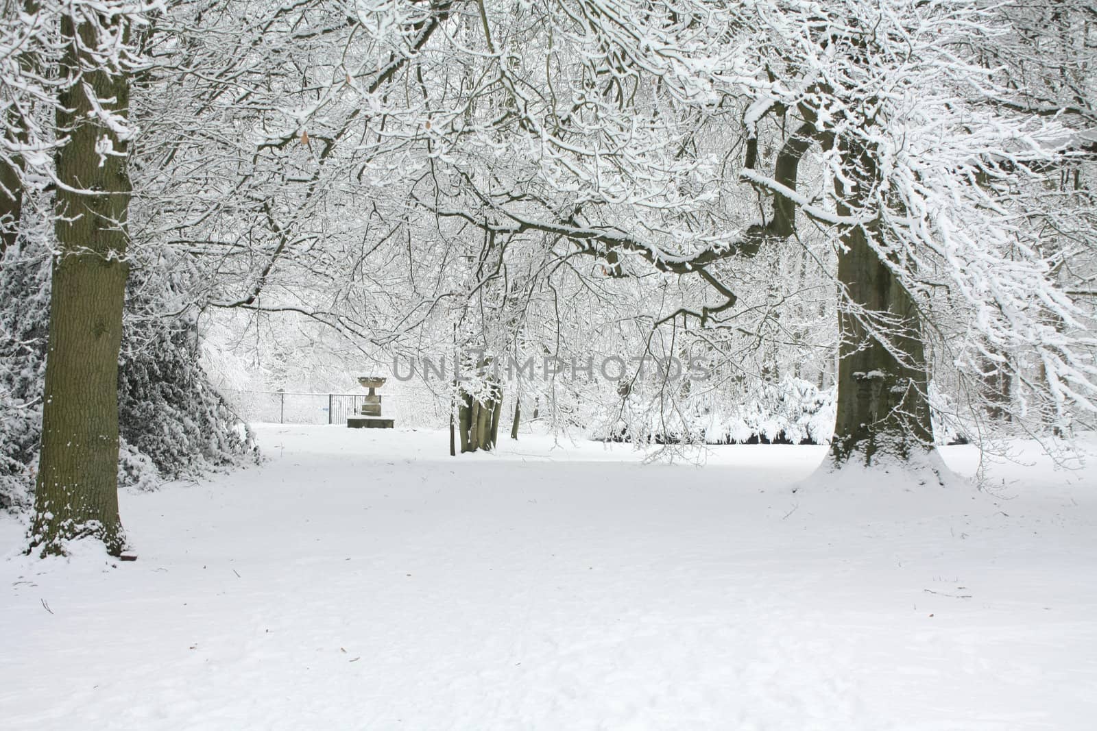 A snowy path in a winter forest