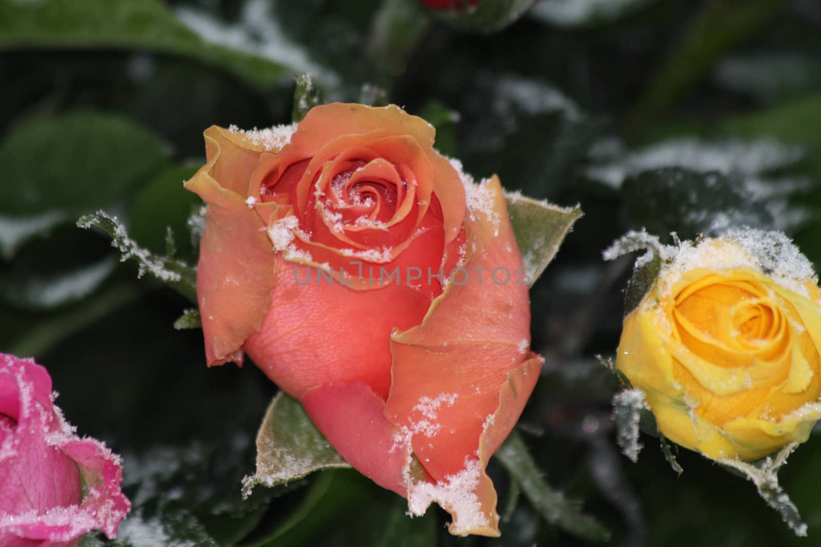 Frosted roses by studioportosabbia