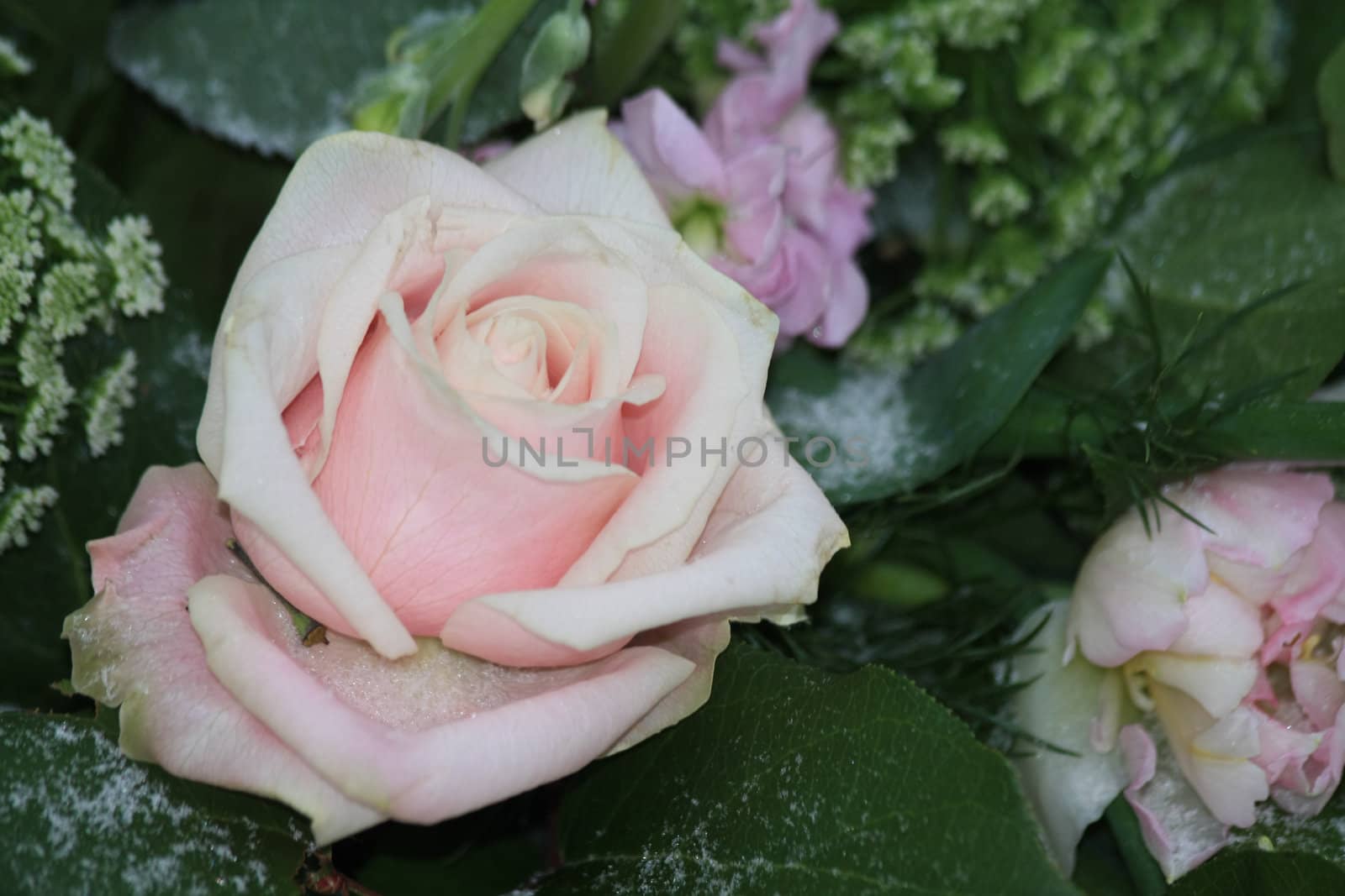 A solitaire frosted pink rose with ice crystals