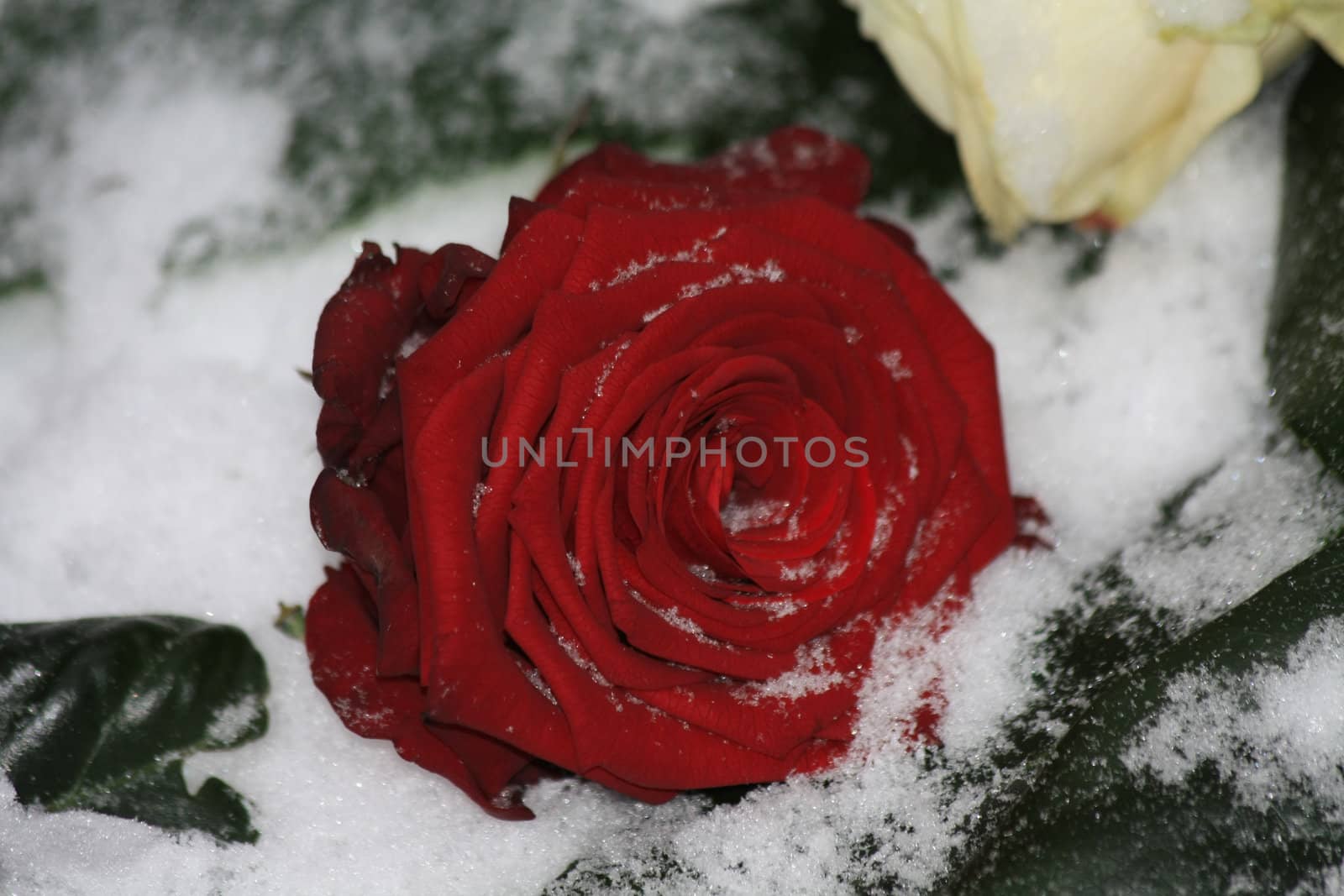 snowflakes on a red rose by studioportosabbia