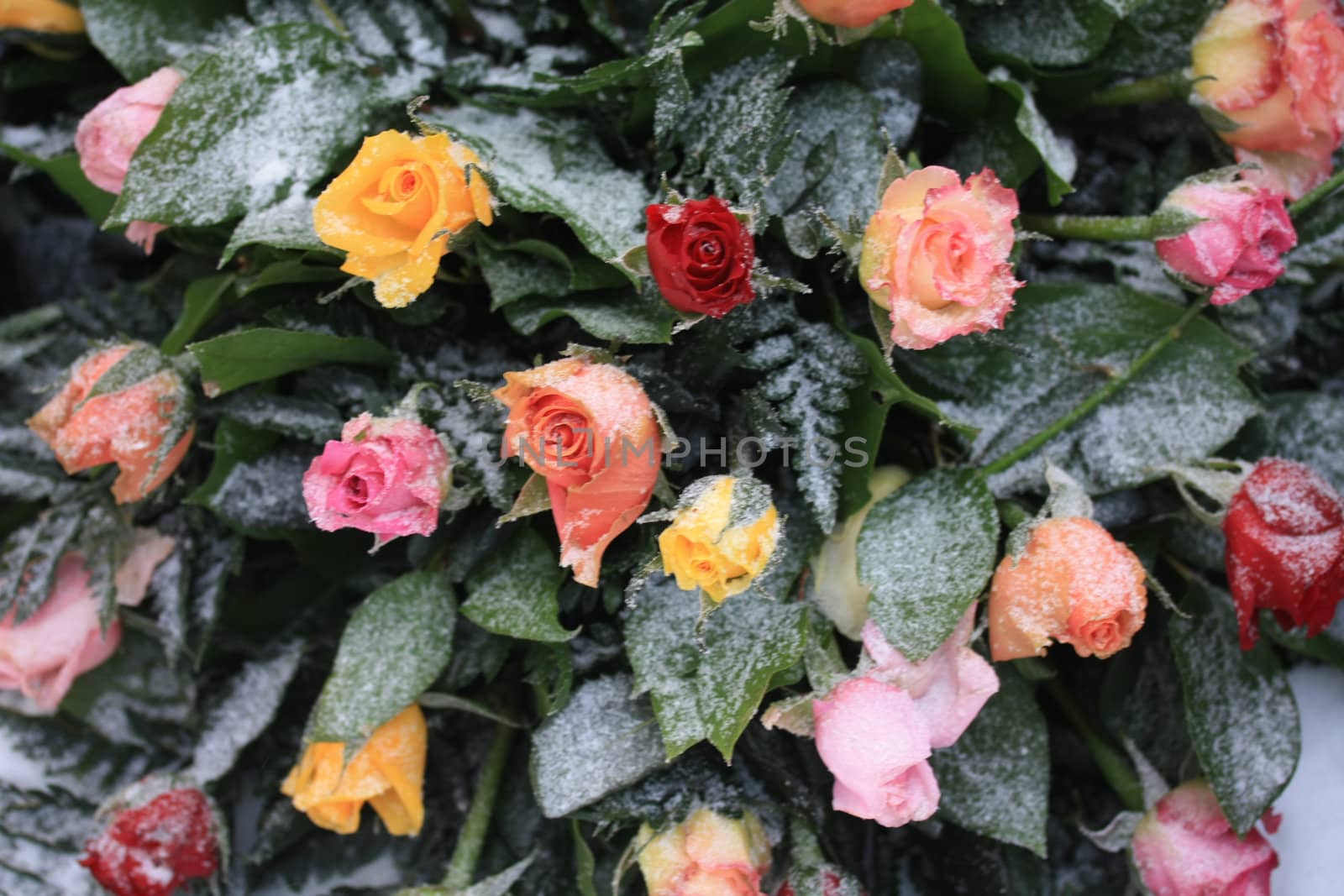 A mixed rose bouquet in the snow, yellow, pink and red