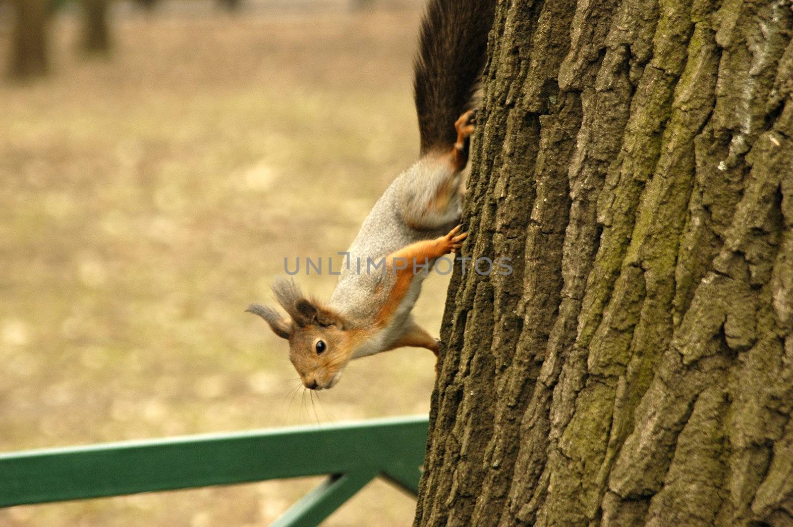 A squirrel peeks out from a tree