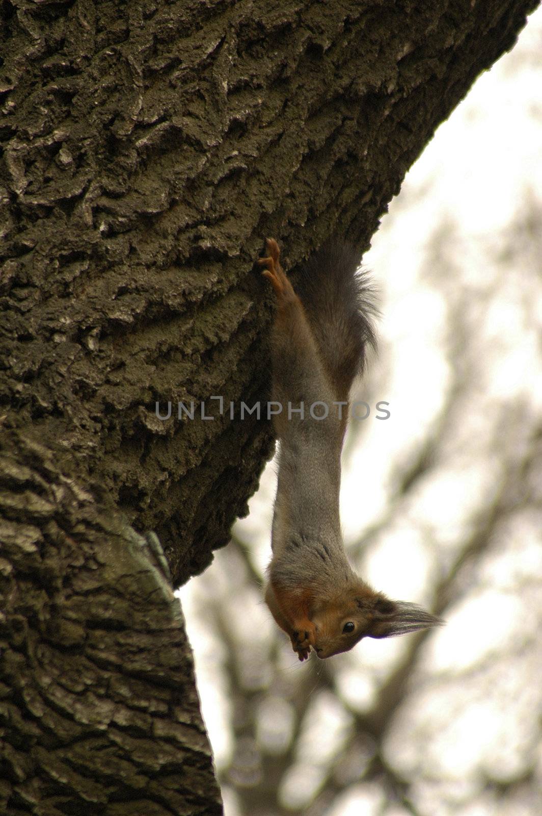 A squirrel weighs on back paws on a tree