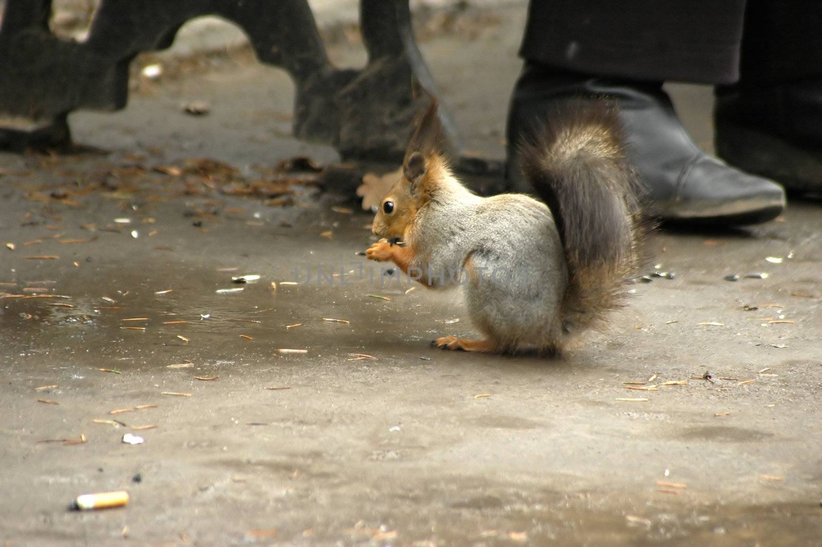 Little squirrel in dirty town