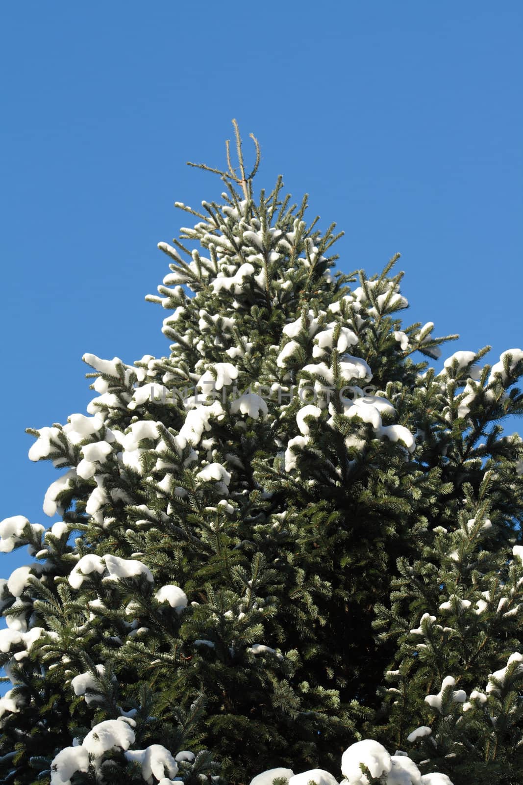 Closeup of high fir tree at snow on background with blue sky