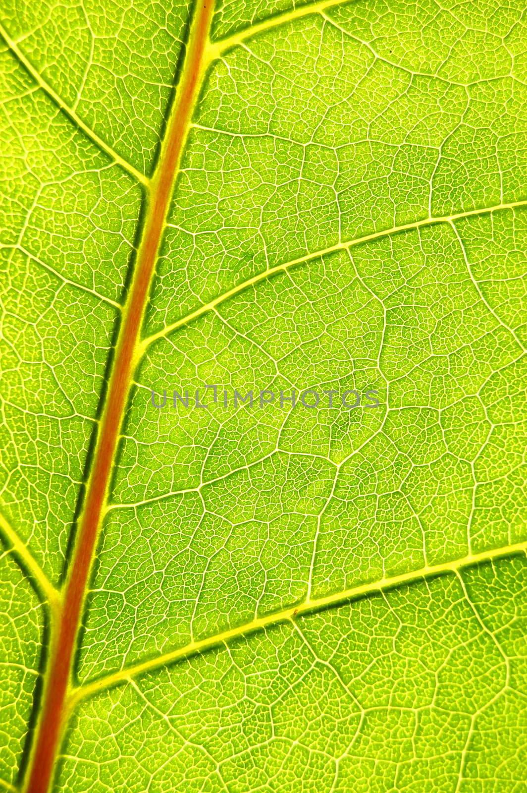 structure and texture of green leaf by gunnar3000