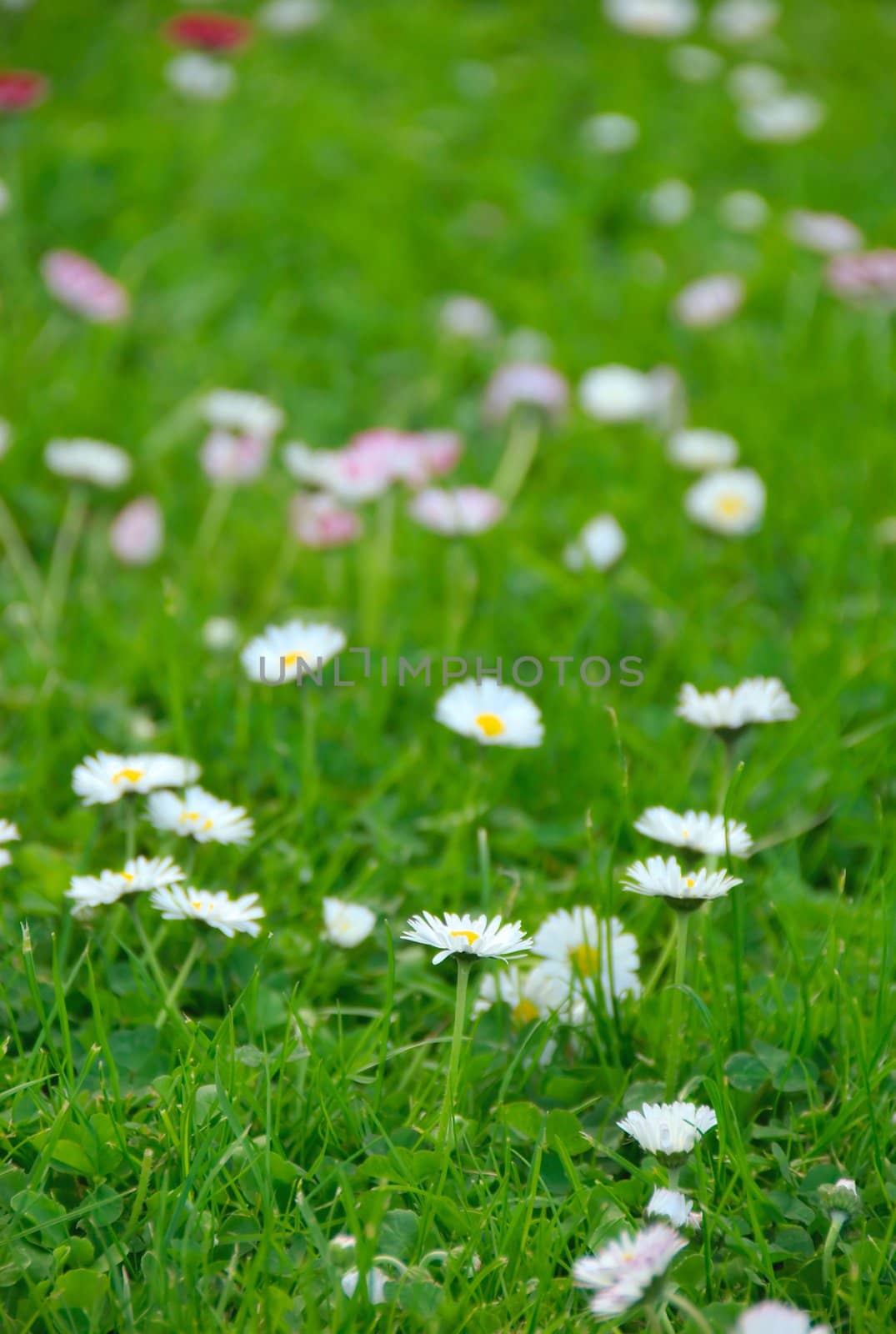 spring daisy meadow