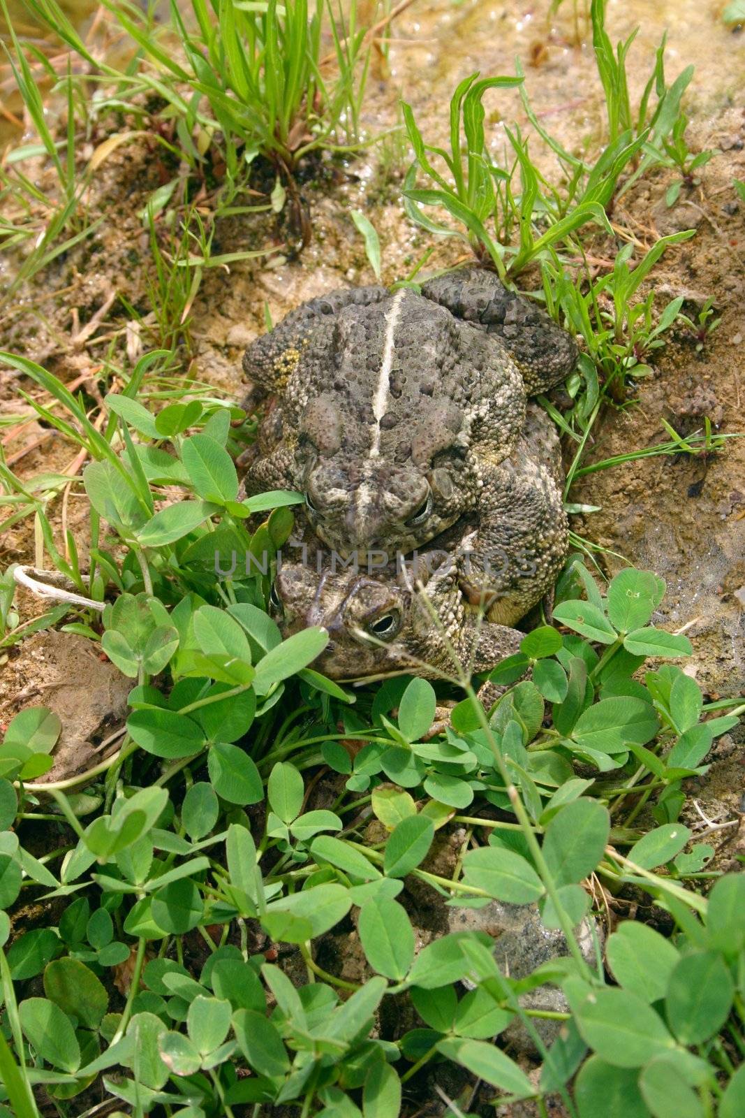 Woodhouse's Toads (Bufo woodhousii) are distinguished by the white stripe down their backs