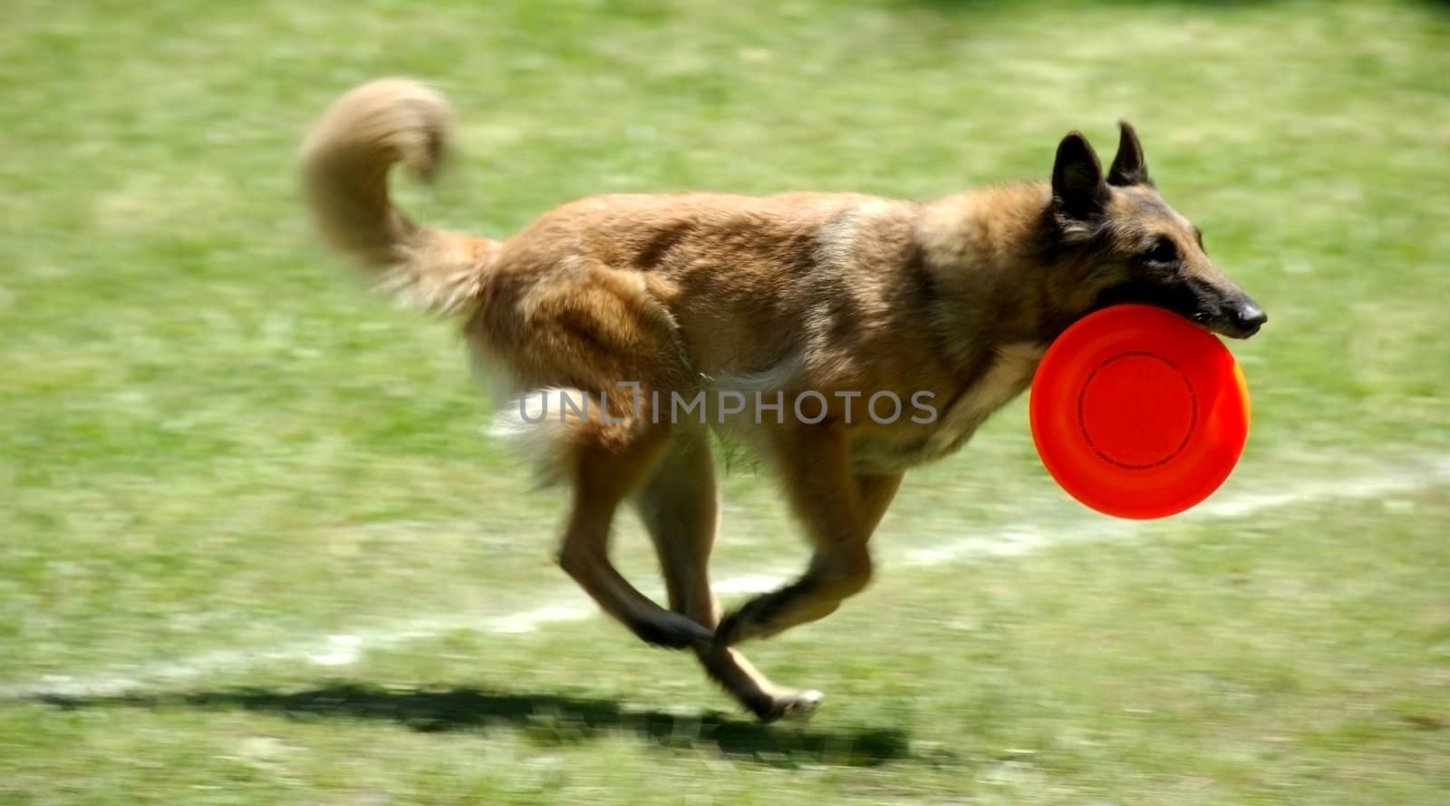 dog playing with frisbee by anki21