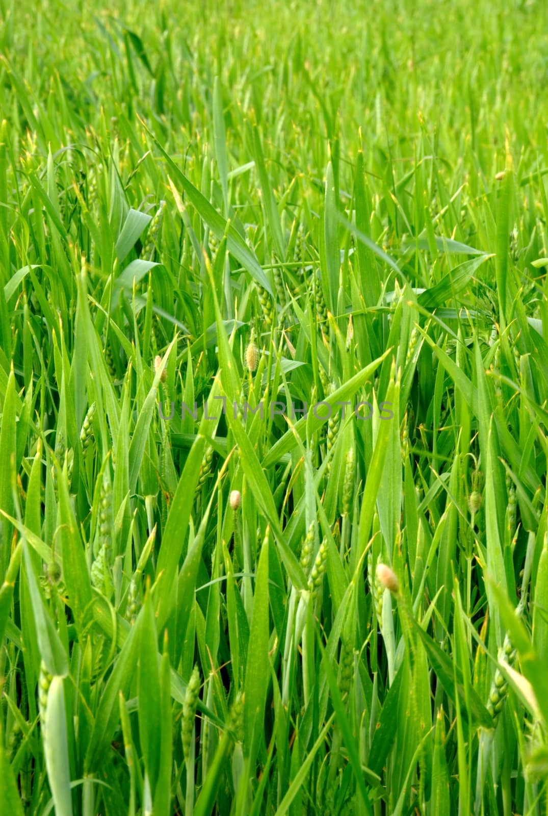 Green wheat field at spring under the sun