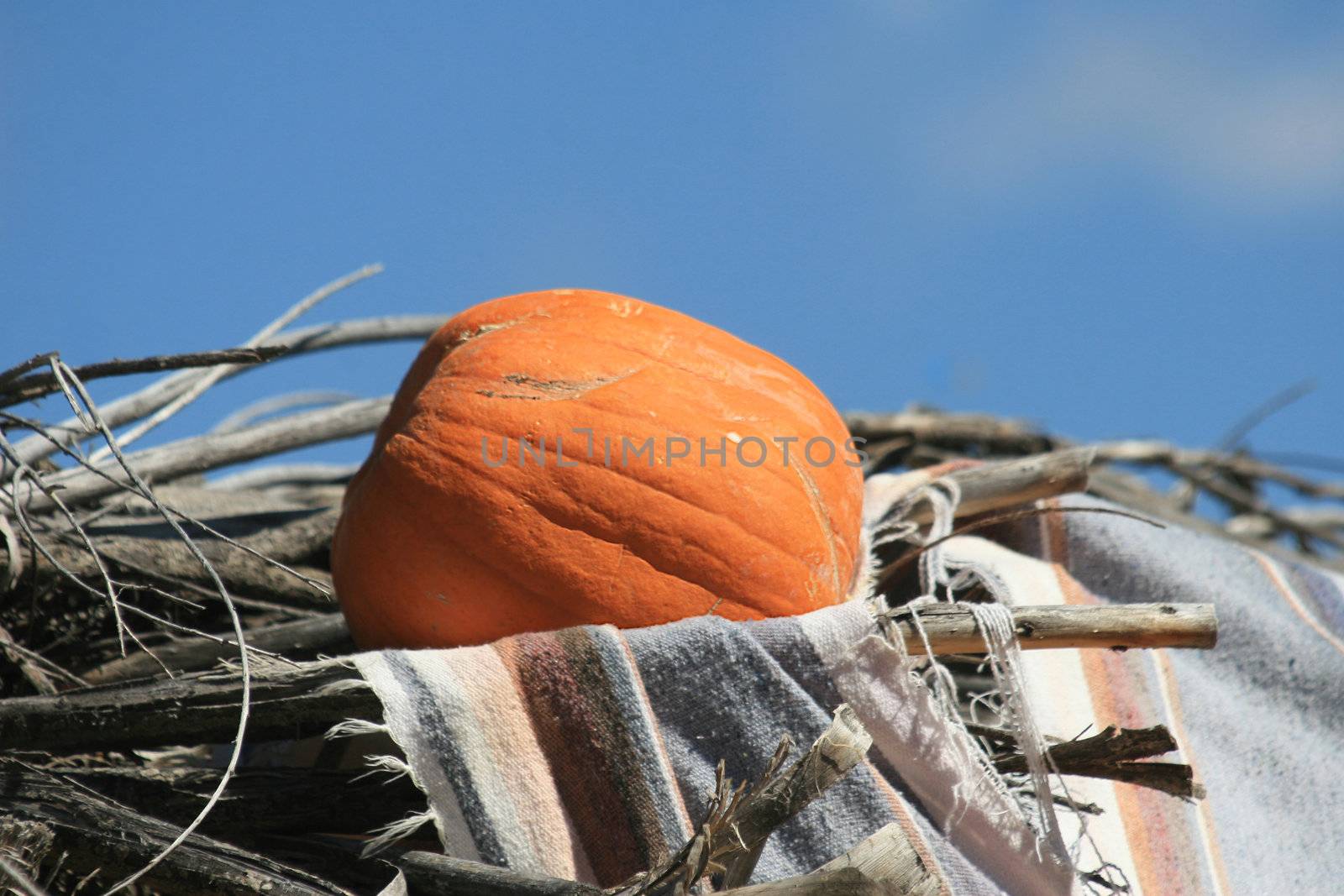 Pumpkin (Cucurbita moschata) curing on a thatched roof of a 400 year old working ranch in preparation for storage