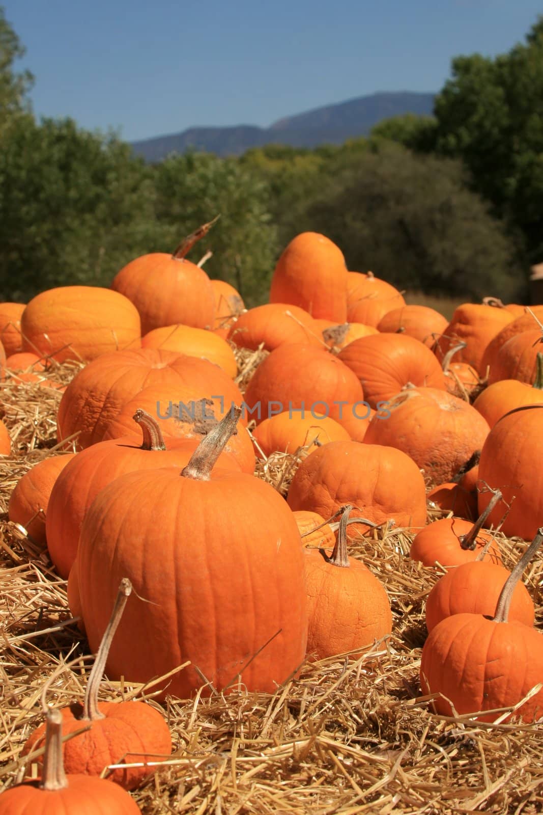 Pumpkins (Curcurbita moschata) picked from the vines and placed in straw to cure before being stored for the winter.