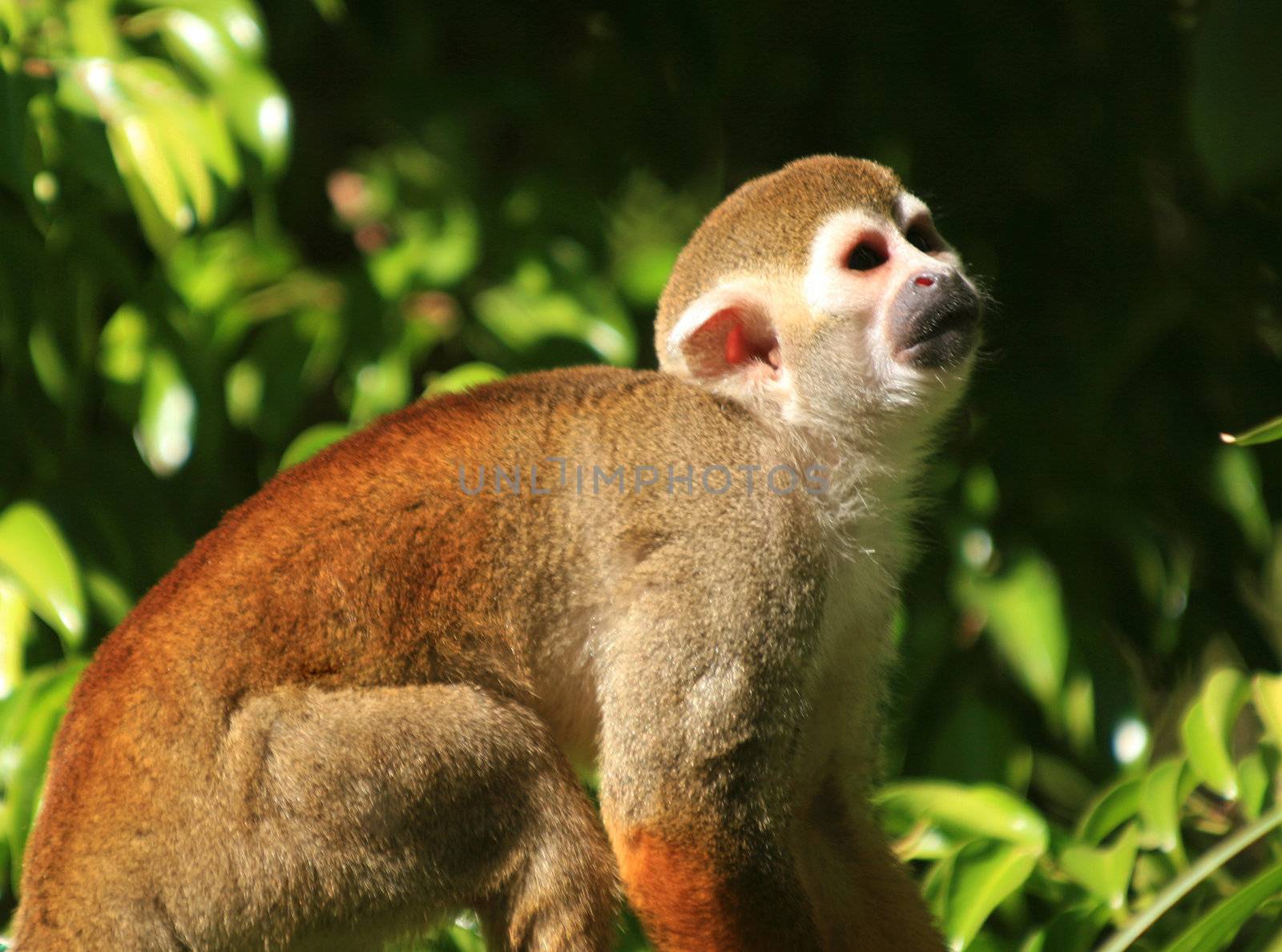 The common Squirrel Monkey (Saimiri sciureus) is about the size of a squirrel and does not have a prehensile tail.  The tail is used for balance rather than grasping.