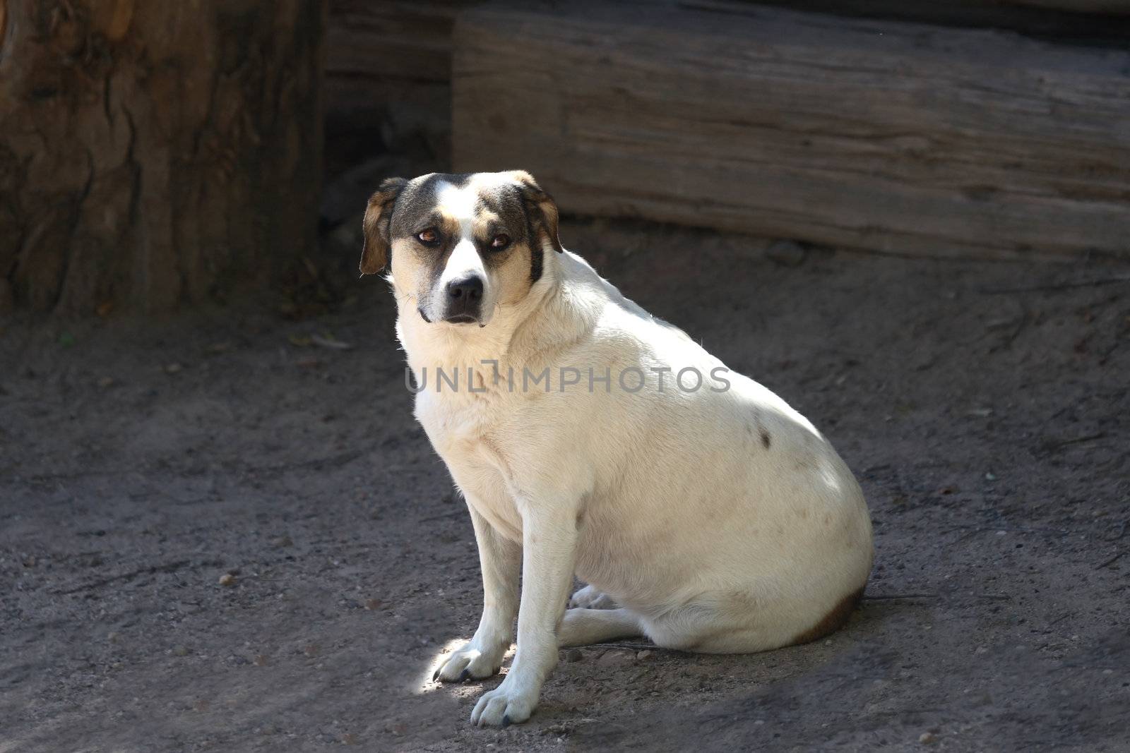 Ranch dog (Canis lupus familiarus) sits in a spot of sunshine in a dark, shady corner of a desert ranch