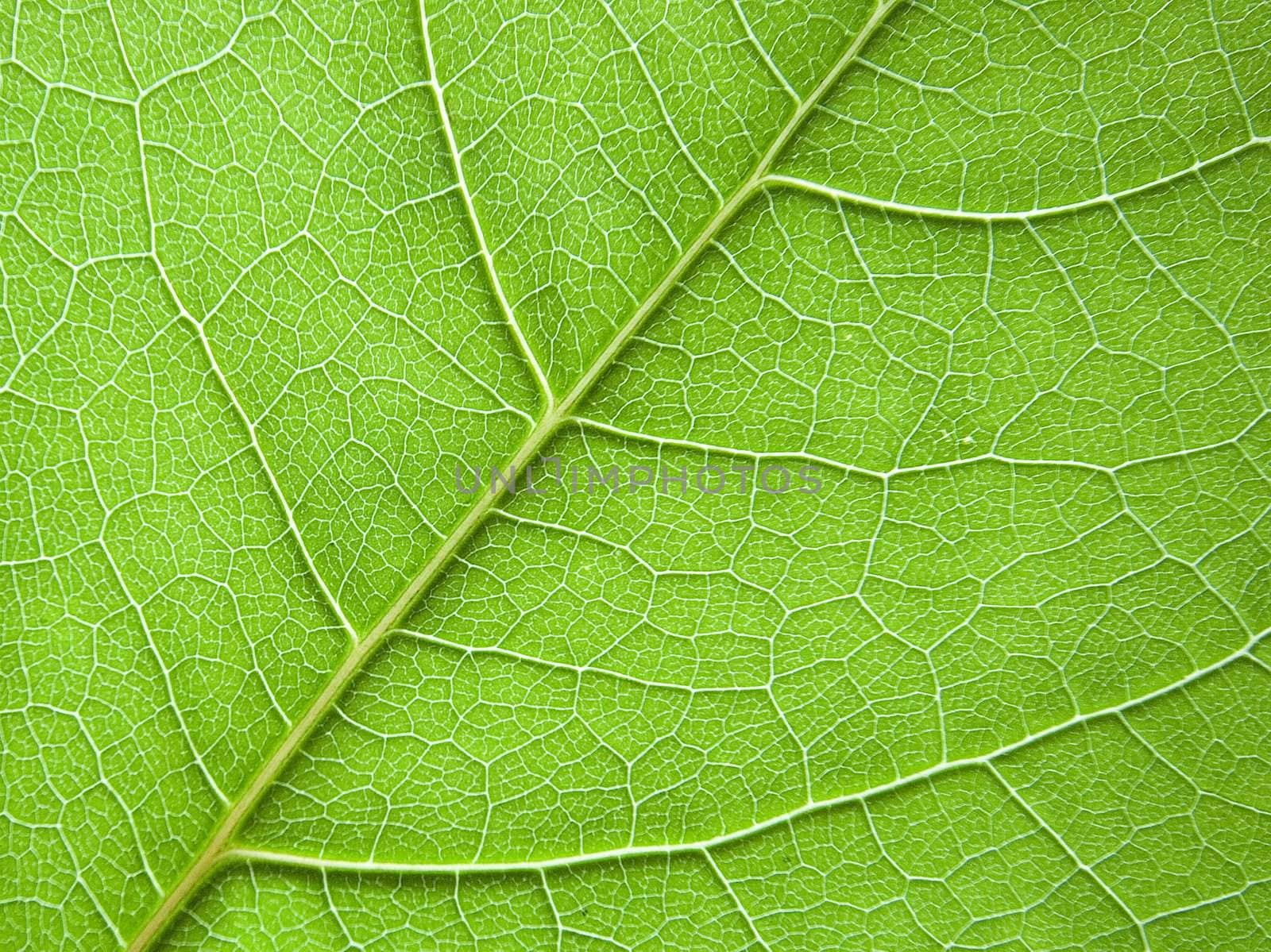 Leaf background by vvvera