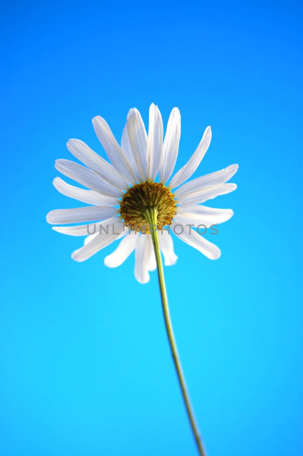happy daisy under blue summer sky from below
