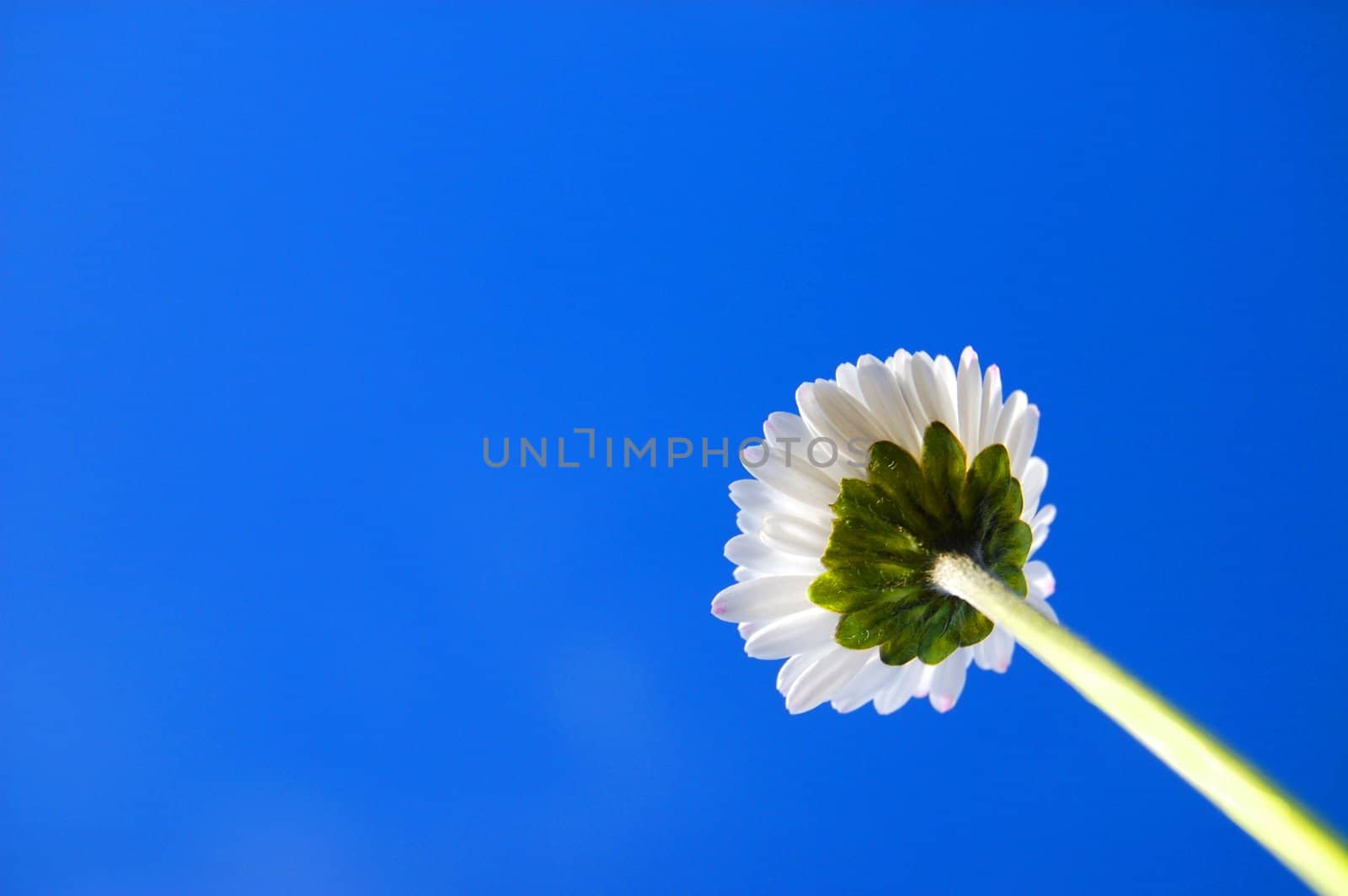 daisy from below under blue sky in summer