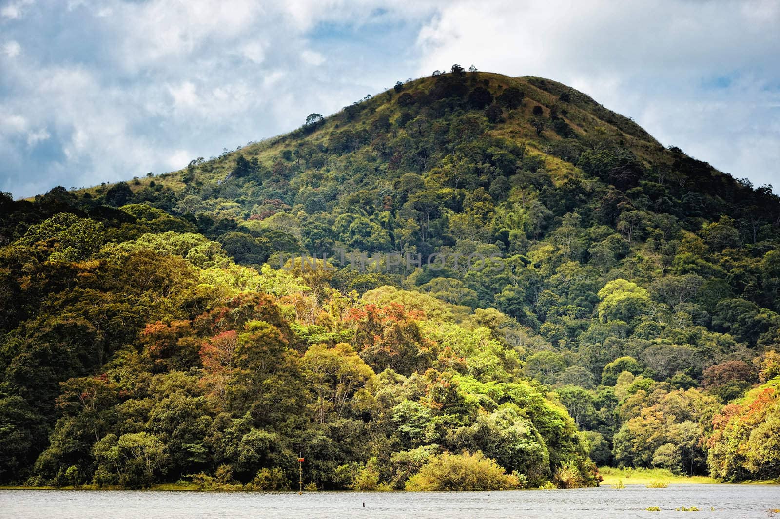 High hill covered with thick of green trees