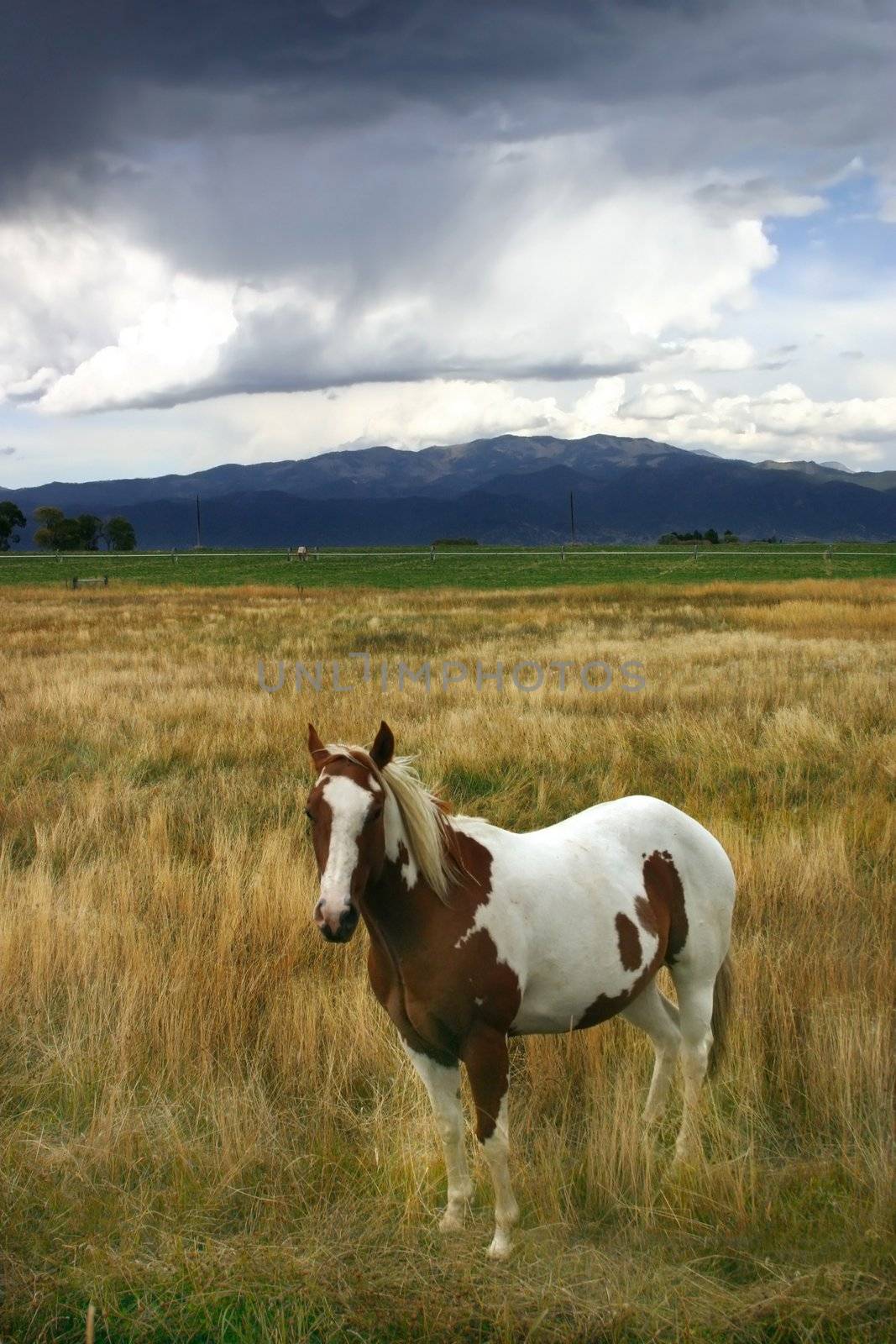 Paint horse (Equus caballus) standing in field as storm clouds move in over the mountains