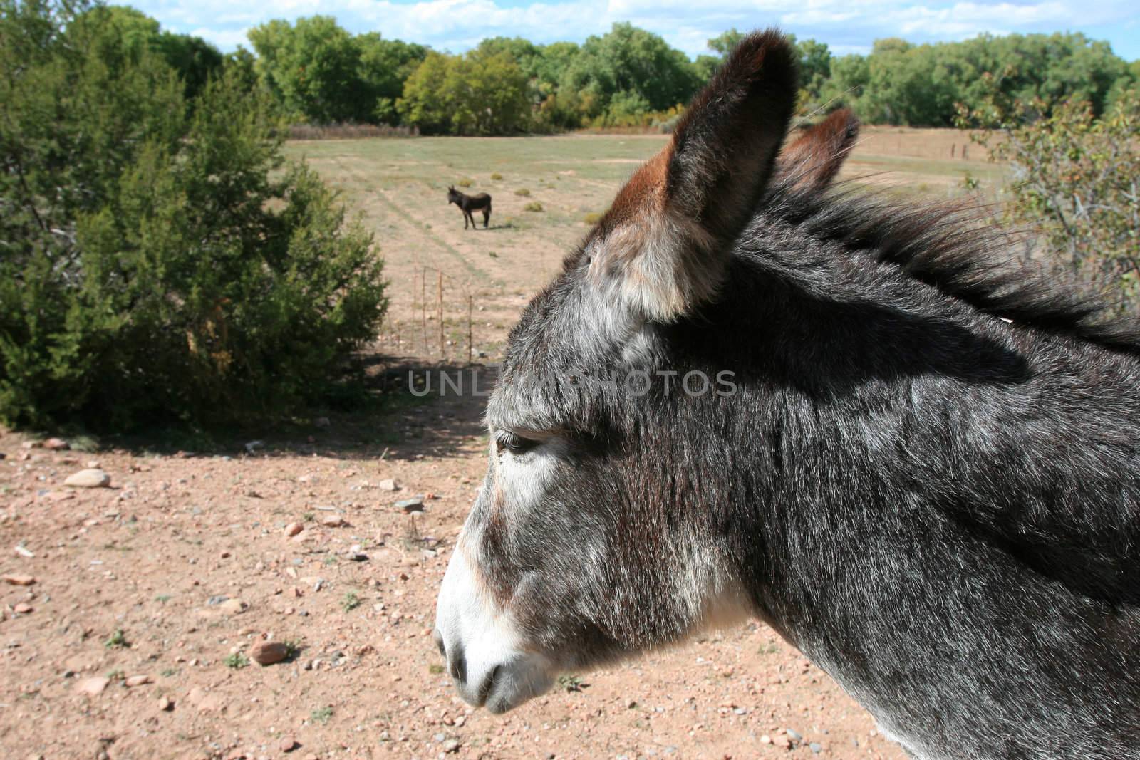 Donkeys (Equus asinus) are still used as pack animals throughout the American Southwest