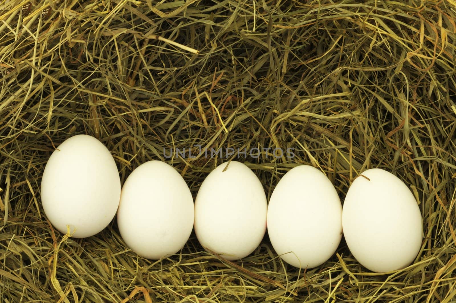 blank egg in hey or straw with copyspace for characters