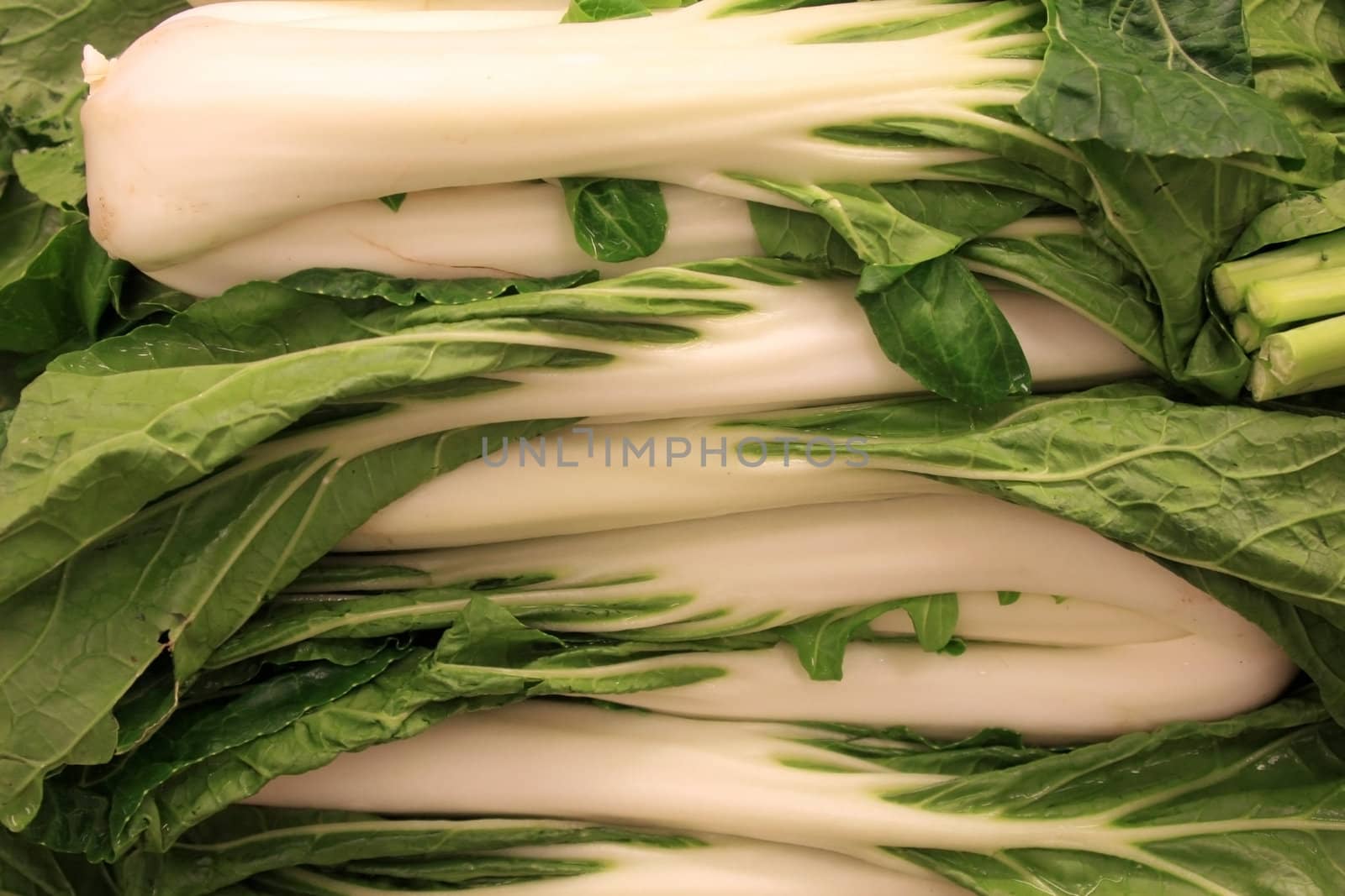 Bok choy (Brassica rapa) or Chinese cabbage, stacked in a supermarket bin, provide essential vitamins and minerals as well as flavor to stir fry and other gourmet dishes