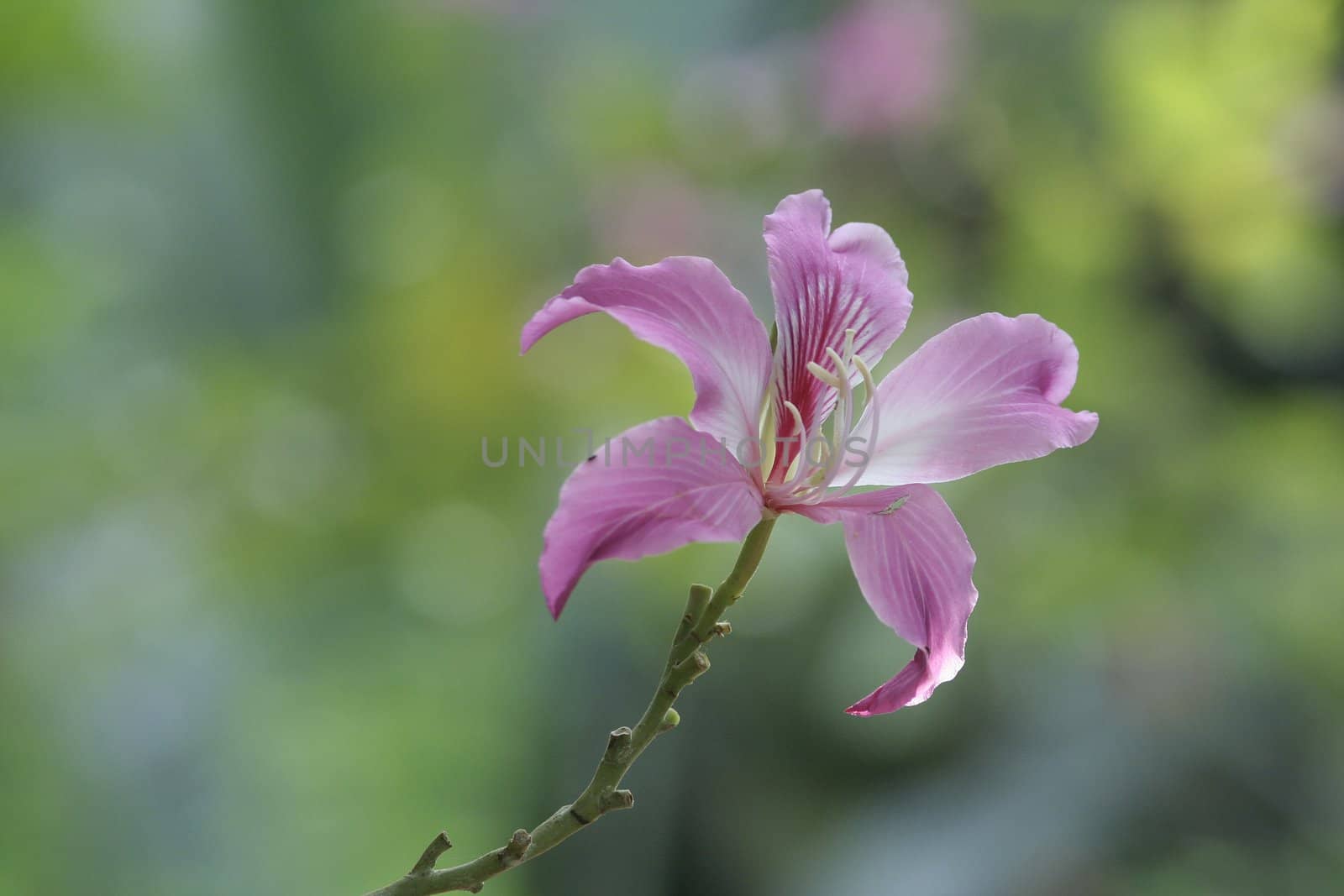 Tropical flower by vvvera