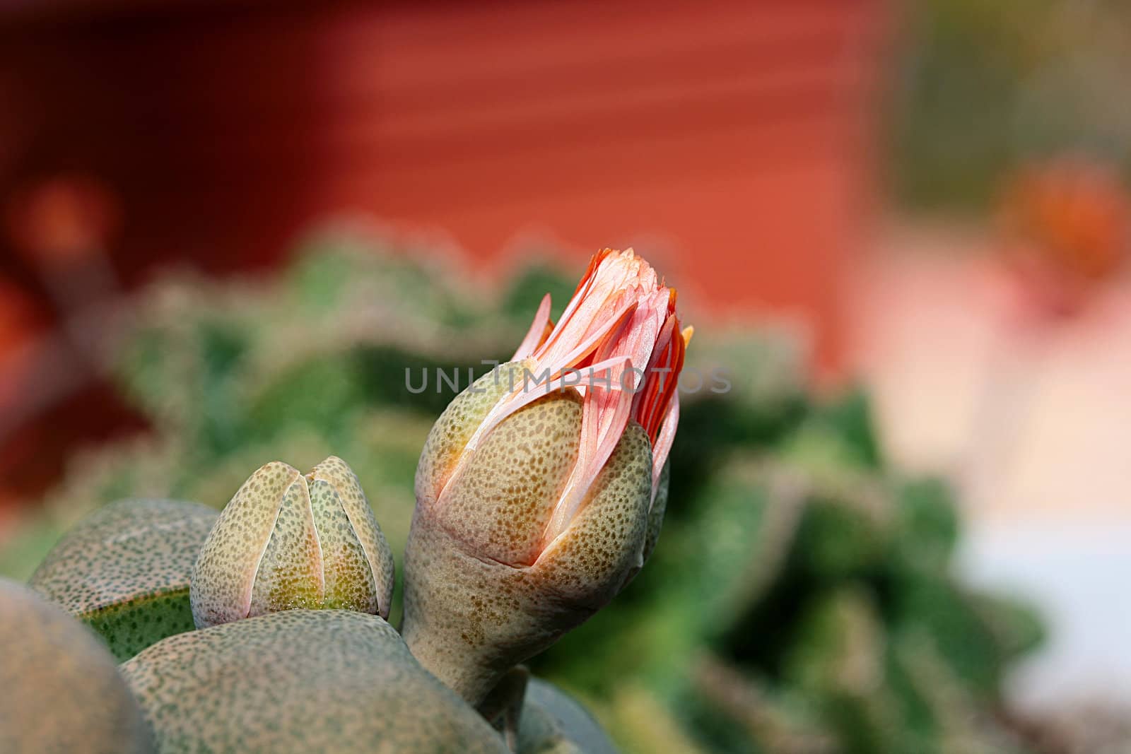 Cactus flower by VIPDesignUSA