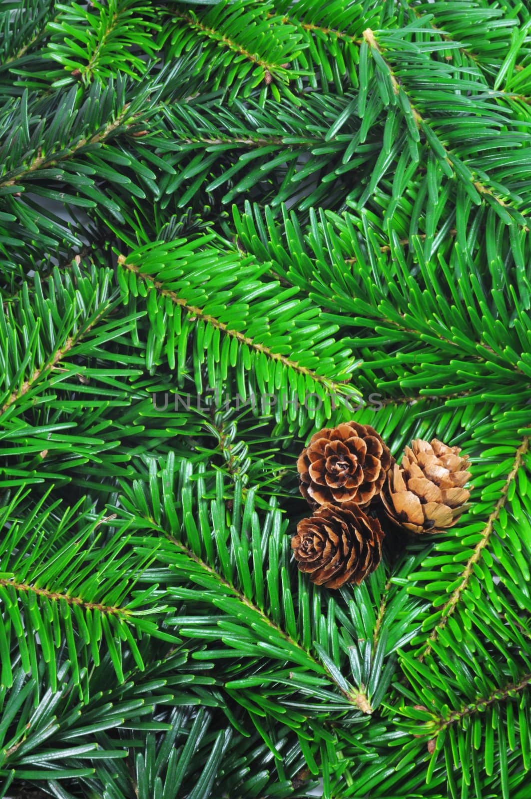 fresh green fir branch by gunnar3000