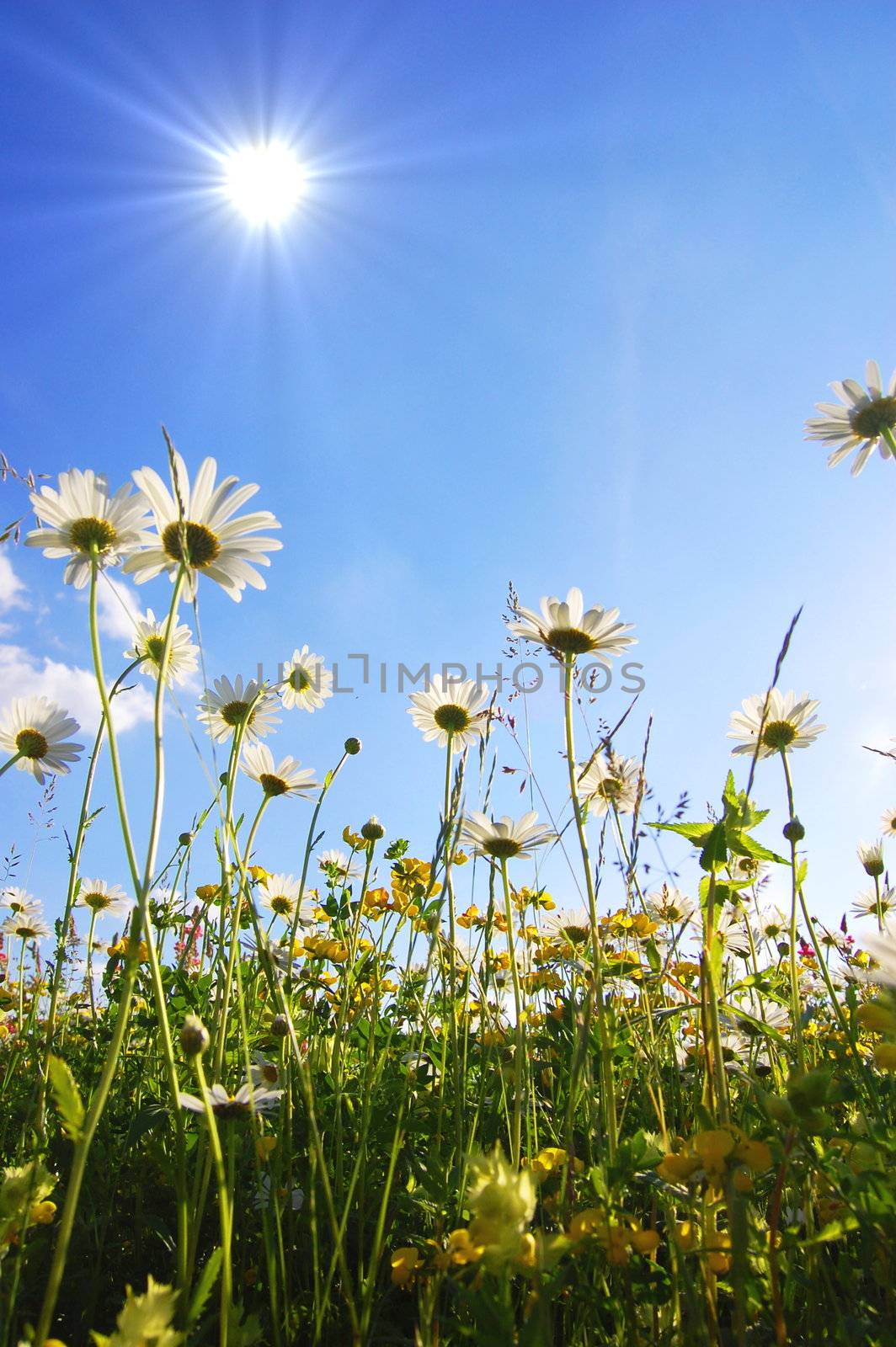 daisy flowers from below with blue sky on sunny summer day