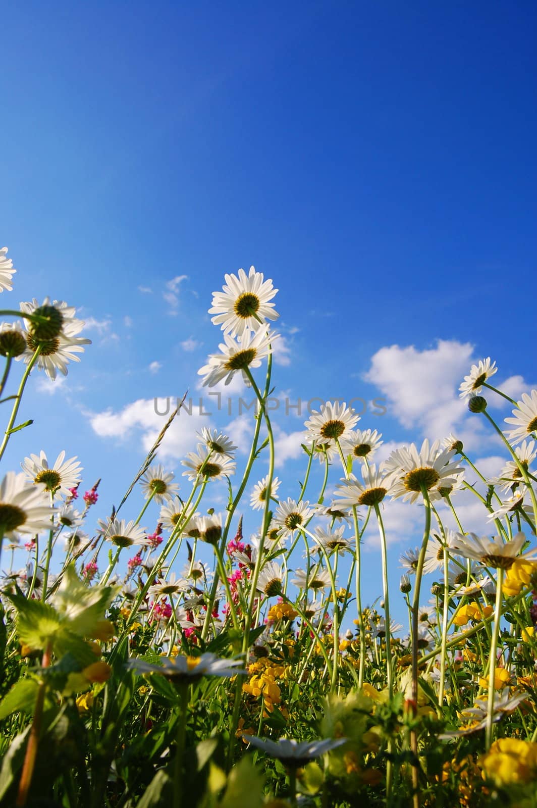 flowers on meadow in summer from below and blue sky