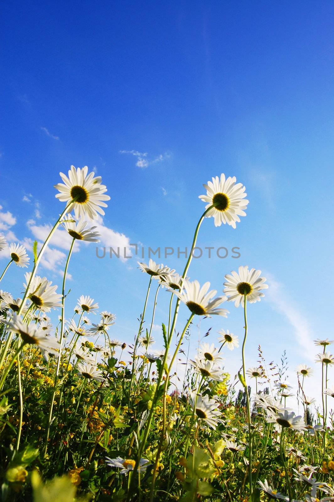 flower in summer under blue sky by gunnar3000
