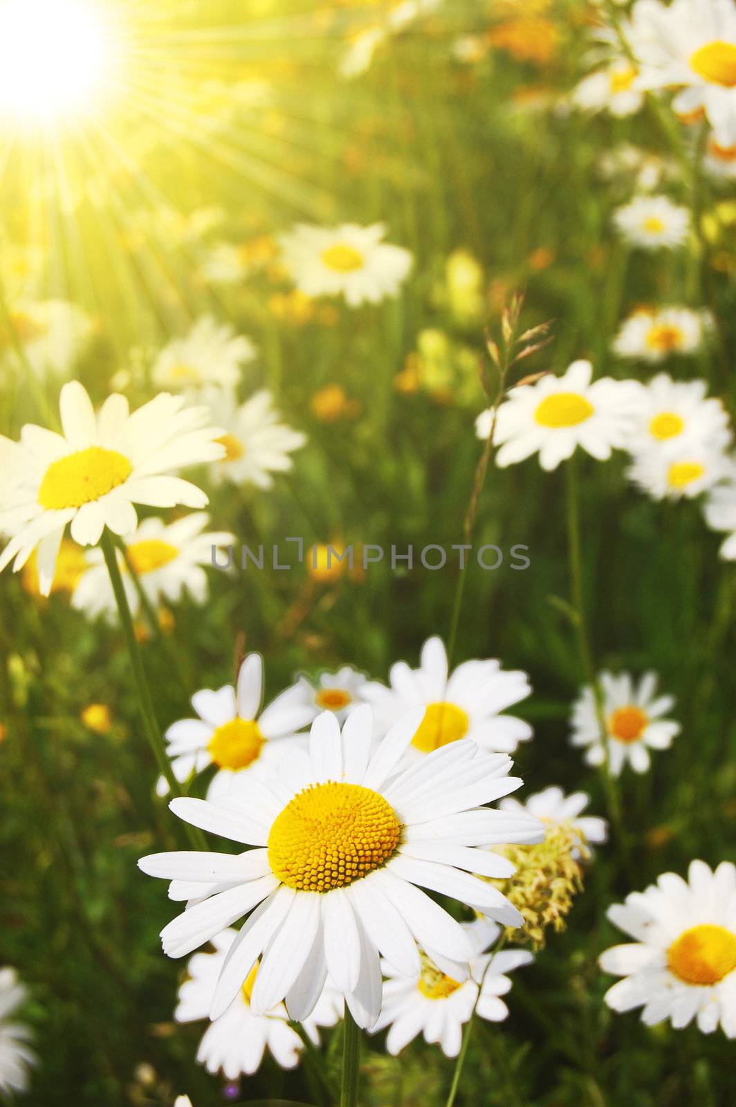 daisy flower on a sunny summer field