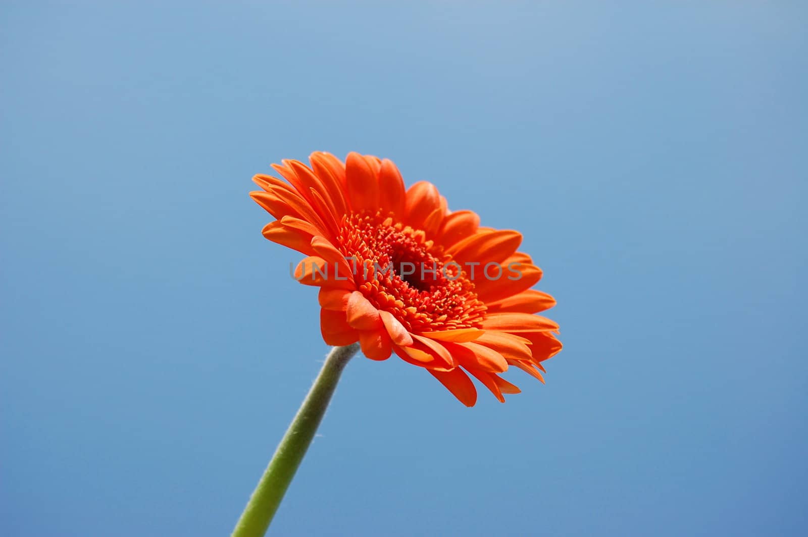 gerbera daisy from below under blue sky in summer